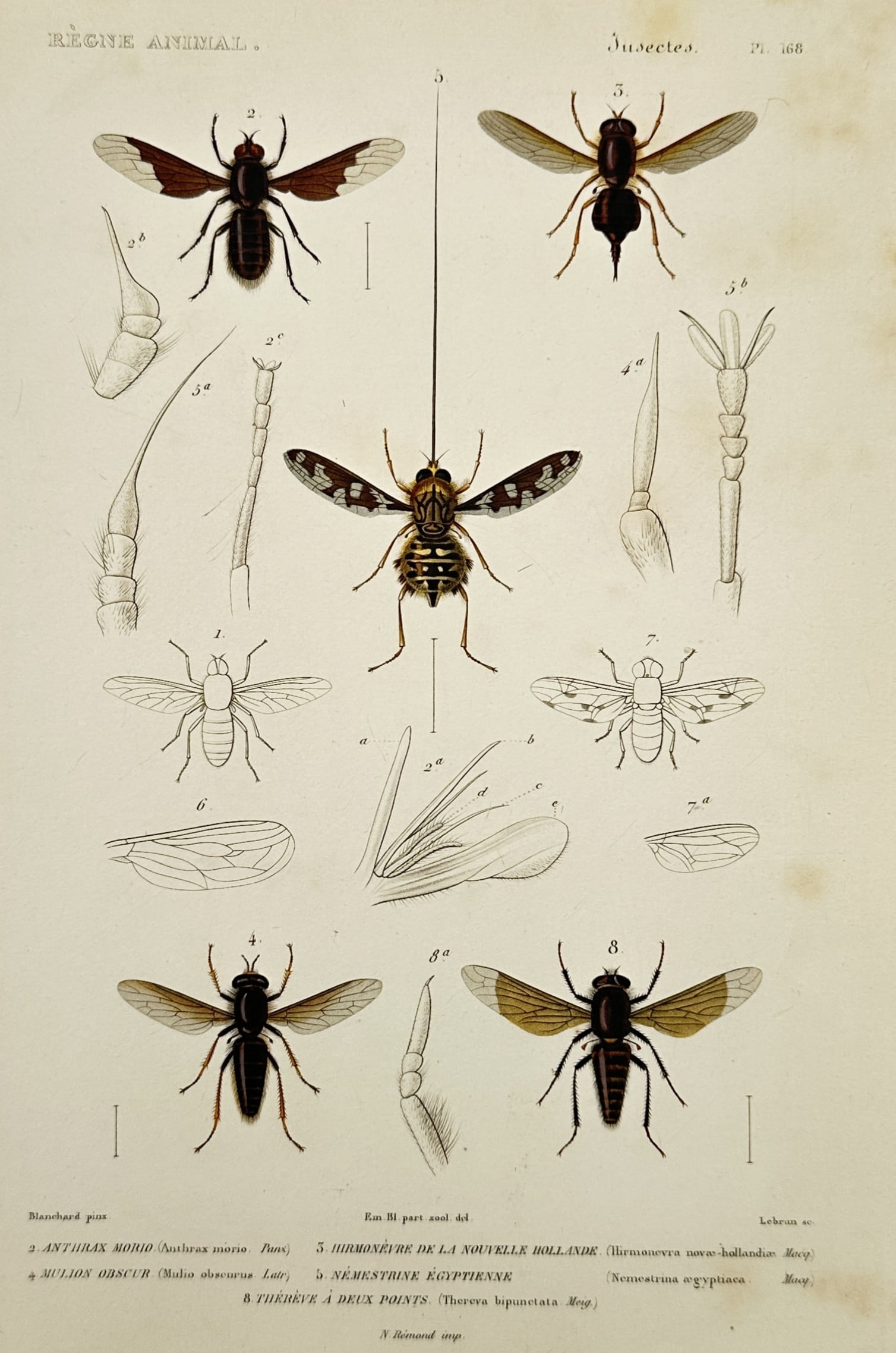 Georges Cuvier (1769–1832) – Studies of Dipterous Insects – Hand-coloured engraving (1836) (1 of 2)