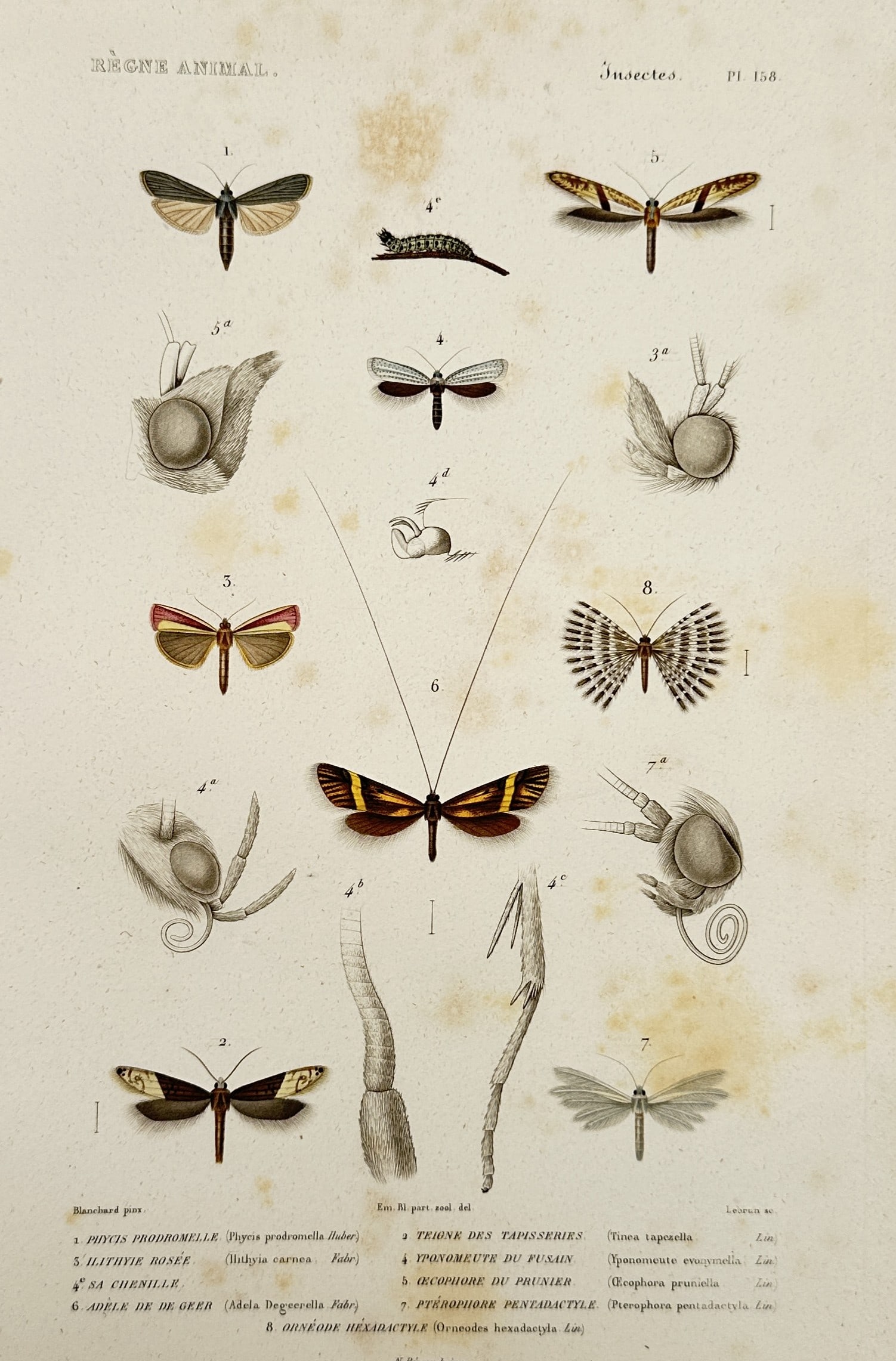 Georges Cuvier (1769–1832) – Studies of Moths and Lepidoptera – Hand-coloured engraving (1836): "Règne Animal - Insectes. Pl. 158". This print illustrates eight species of Lepidoptera, including various moths such as the Tinea, Pterophorus, and Adela, accompanied by detailed anatomical diagrams