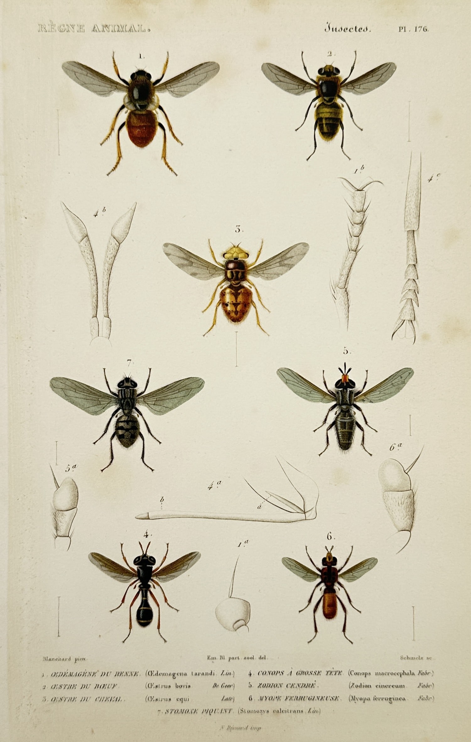 Georges Cuvier (1769–1832) – Studies of Botflies and Oestridae – Hand-coloured engraving: "Oestrides". This print illustrates several species of parasitic botflies, including the Gastrus du renne, Oestre du boeuf, and Oestre du chien, accompanied by detailed anatomical diagrams of heads, a