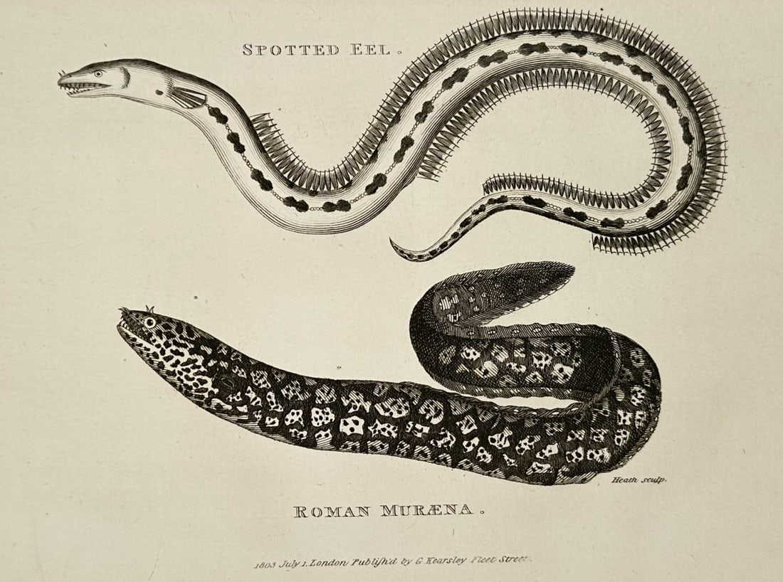 George Shaw (1751–1813) – Studies of the Spotted Eel and the Roman Muraena – Engraving (1800): "Spotted Eel. Roman Muraena." This print illustrates two species of eels, showing a slender spotted eel with a dorsal fin running the length of its body above a thicker, darkly patterned Roman muraena