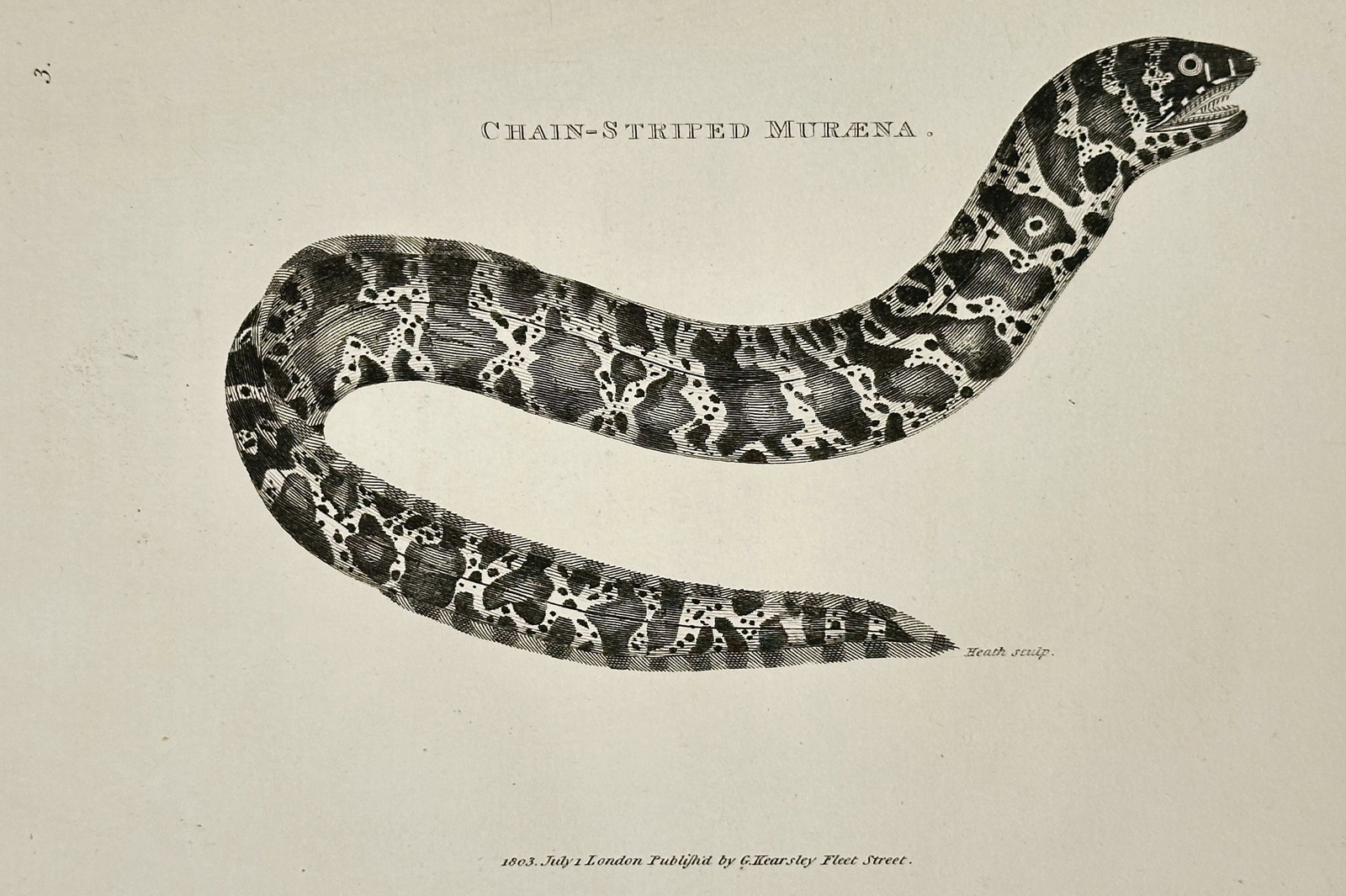 George Shaw (1751–1813) – Study of the Chain-striped Muraena – Engraving (1803) (1 of 2)