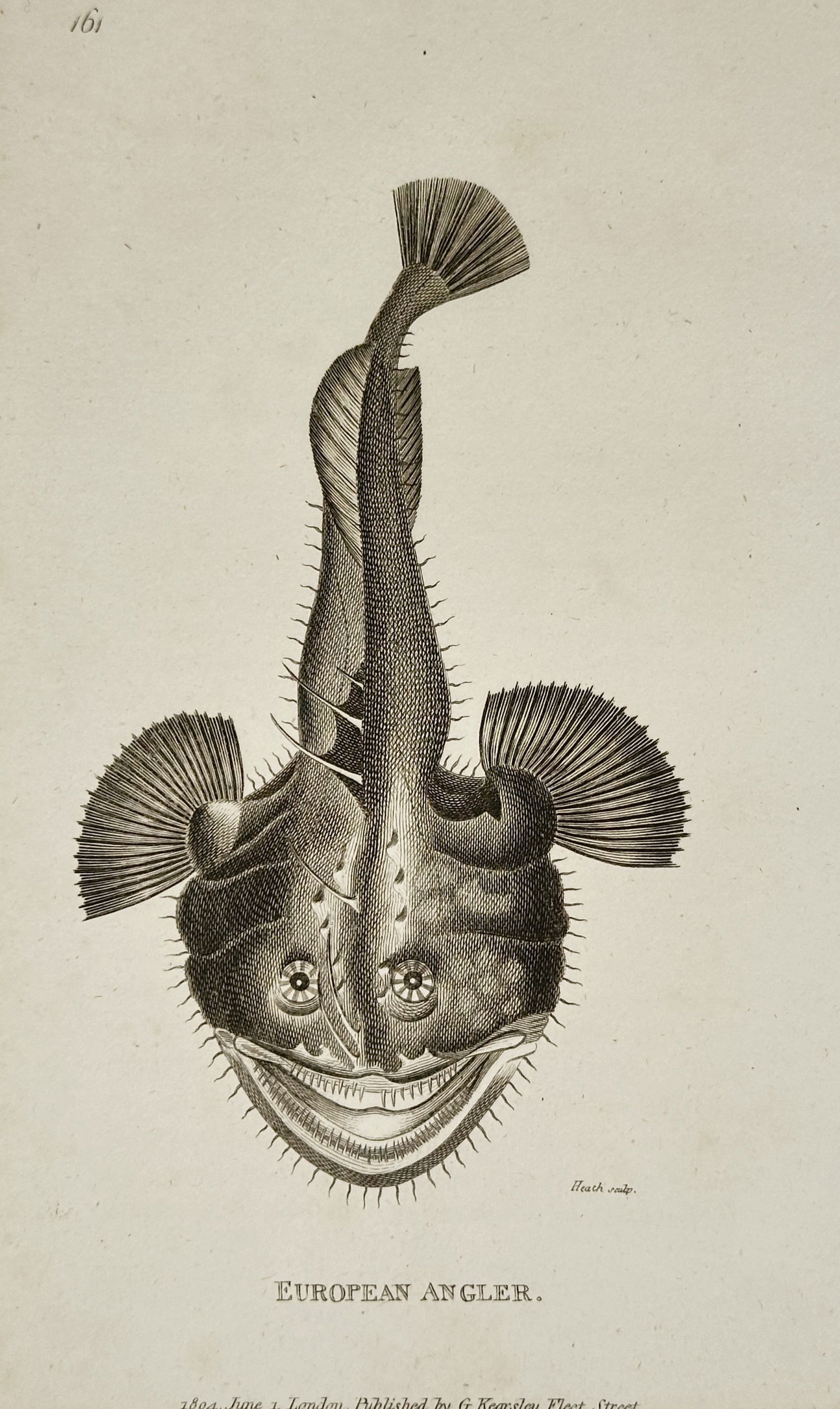 George Shaw (1751–1813) – Study of the European Angler – Engraving (1804): "European Angler." This print illustrates a dorsal view of the European angler fish, also known as the monkfish, showcasing its distinctive flattened body, wide head with sharp teeth, and fan-like pec