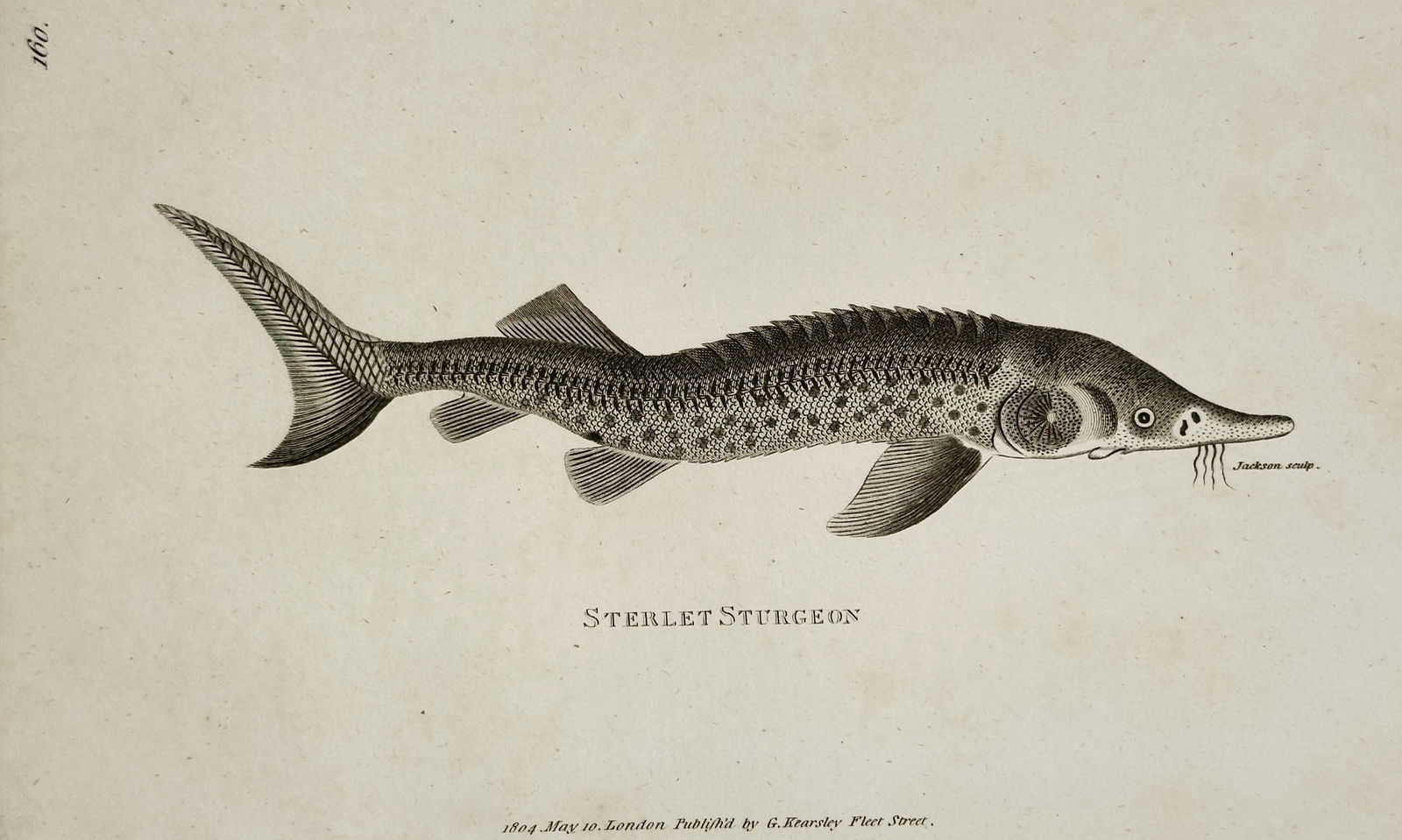 George Shaw (1751–1813) – Study of the Sterlet Sturgeon – Engraving (1804): "Sterlet Sturgeon." This print illustrates a lateral view of a sterlet sturgeon, showcasing its elongated body, rows of bony scutes along its back and sides, and characteristic heterocercal tail. The