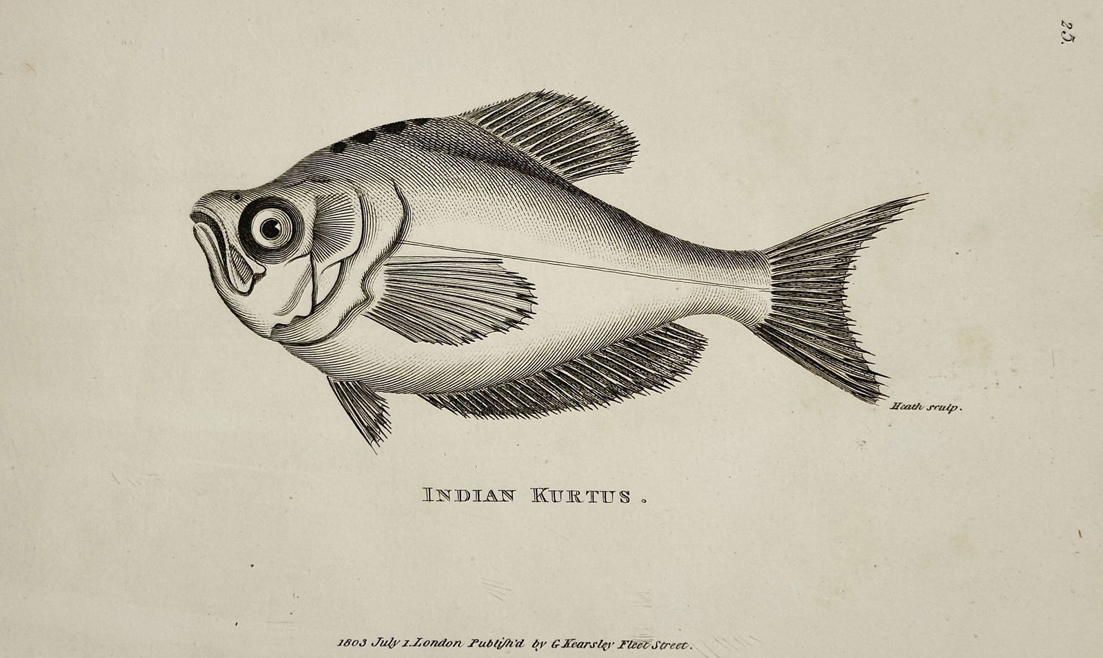 George Shaw (1751–1813) – Study of the Indian Kurtus – Engraving (1803): "Indian Kurtus." This print illustrates a lateral view of the Indian Kurtus fish, characterized by its deep, compressed body, large eye, and prominent dorsal and anal fins. The work is from General Zo