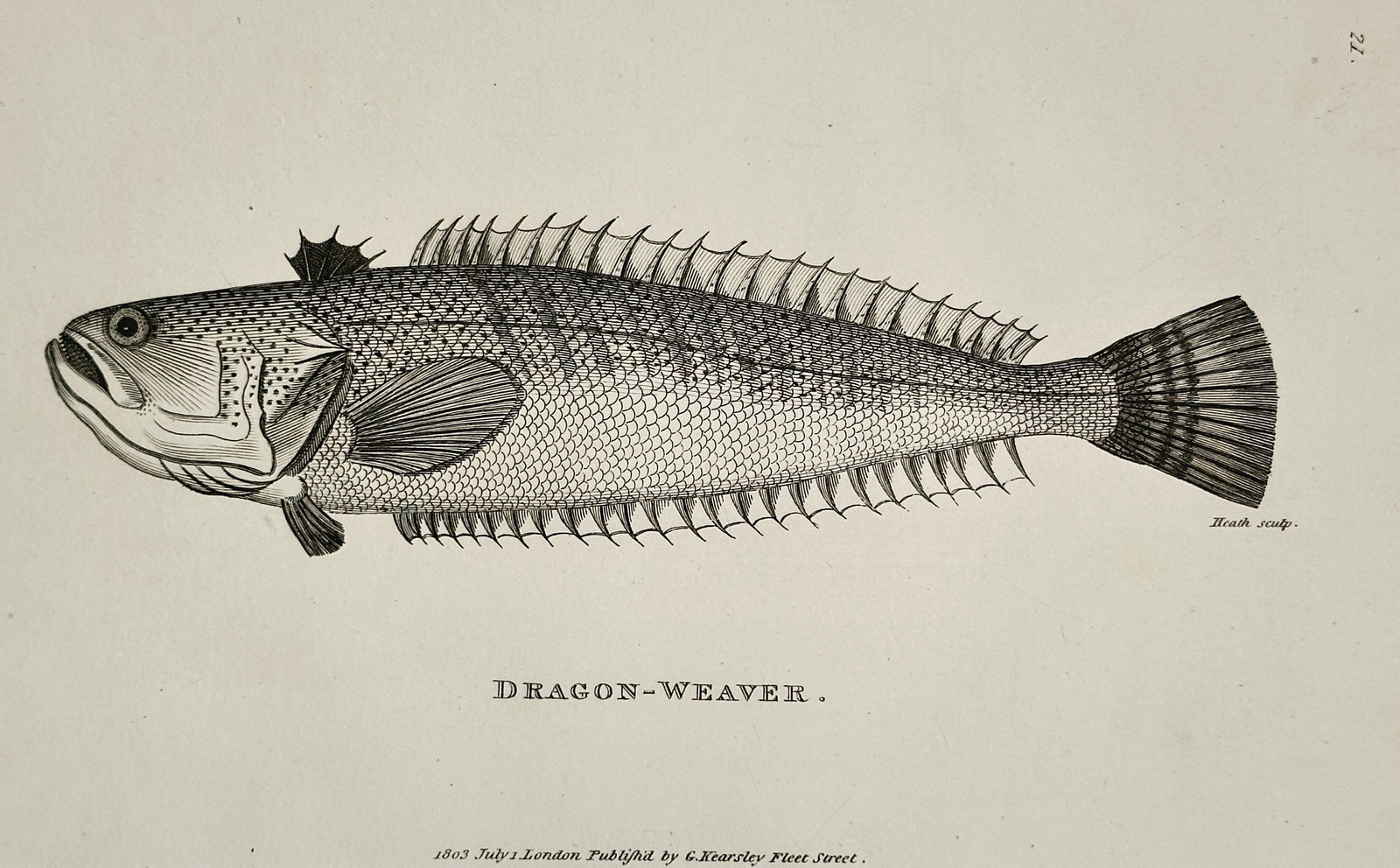 George Shaw (1751–1813) – Study of the Dragon-Weaver – Engraving (1803): "Dragon-Weaver." This print illustrates a lateral view of the dragon-weaver fish, showcasing its elongated body, large mouth, and distinctive long dorsal and anal fins with prominent rays. The work is