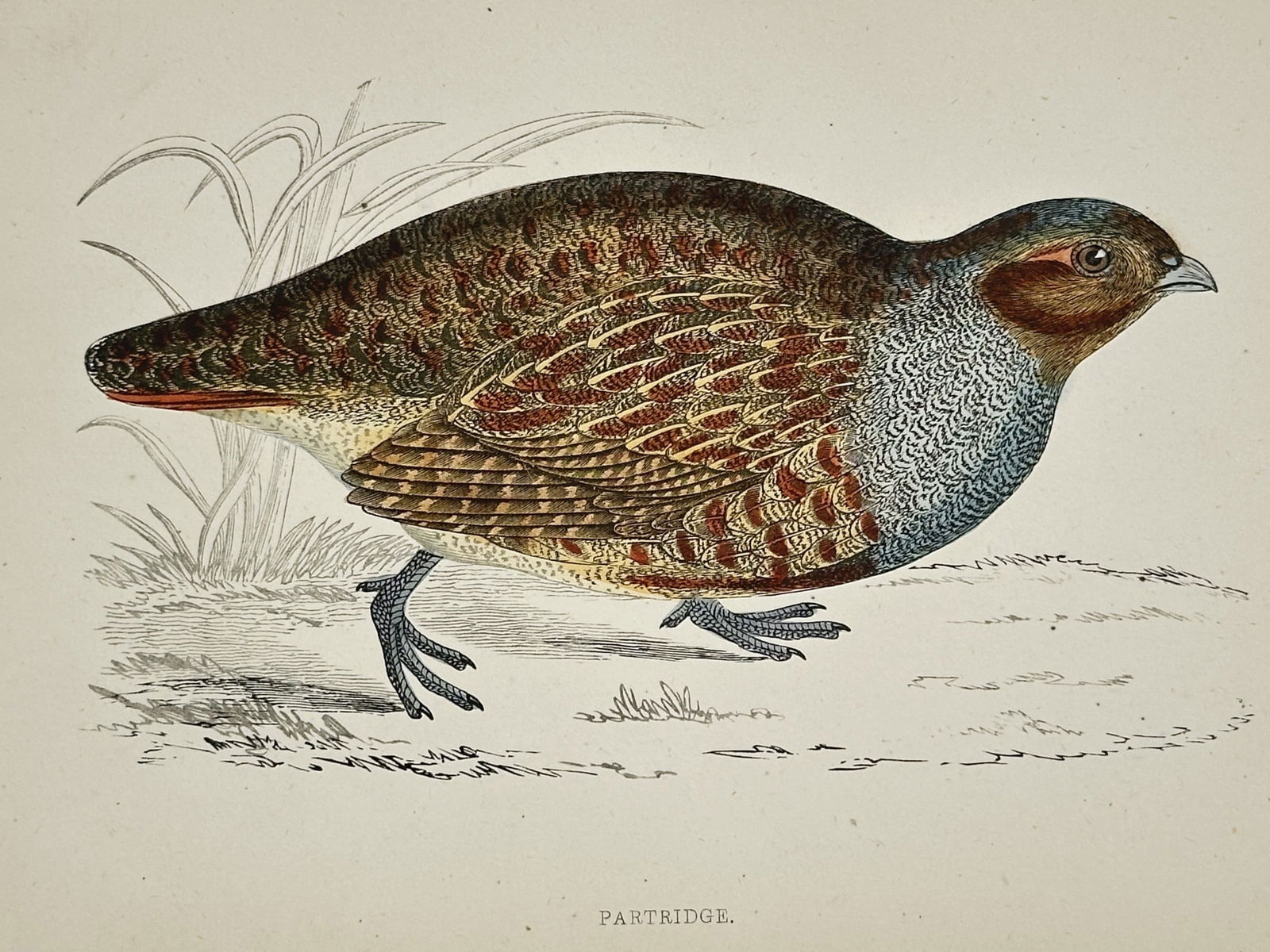 Francis Orpen Morris (1810–1893) – Study of the Partridge – Hand-coloured wood engraving (1 of 2)