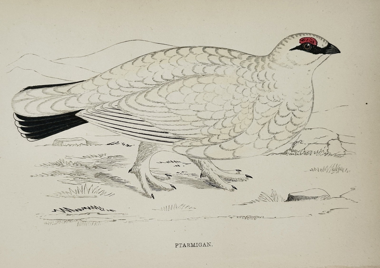 Francis Orpen Morris (1810–1893) – Study of the Ptarmigan – Hand-coloured wood engraving: "Ptarmigan." This print illustrates a lateral view of a ptarmigan in its white winter plumage, standing on rocky, sparsely vegetated ground with distant mountain peaks suggested in the background. The