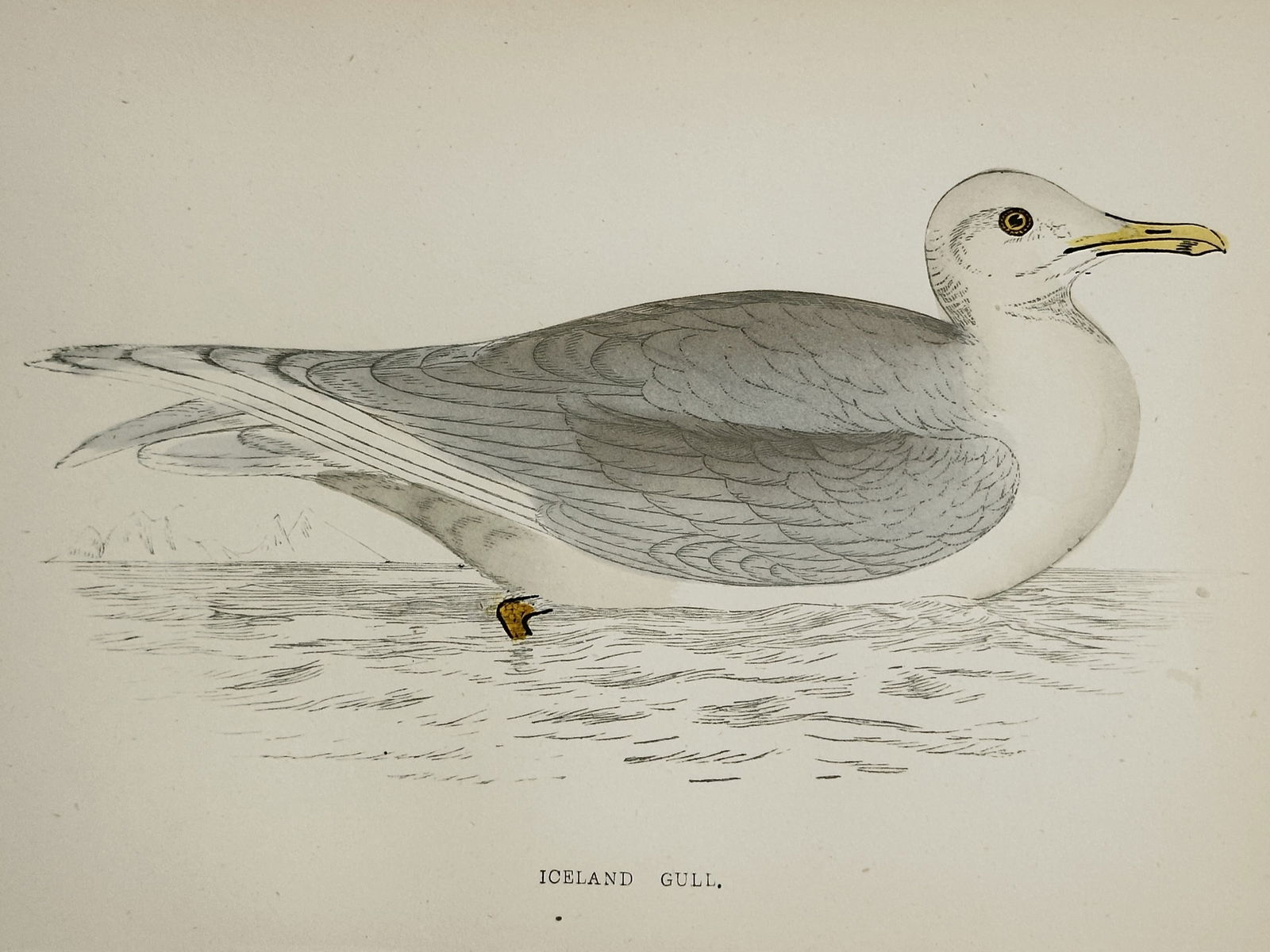 Francis Orpen Morris (1810–1893) – Study of the Iceland Gull – Hand-coloured wood engraving (1 of 2)