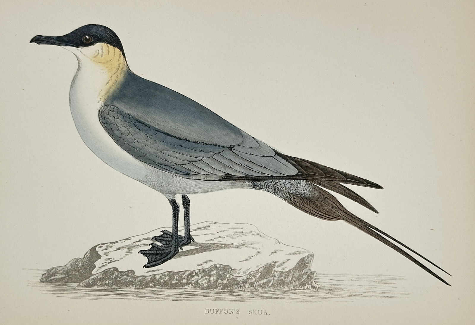 Francis Orpen Morris (1810–1893) – Study of Buffon’s Skua – Hand-coloured wood engraving: "Buffon’s Skua." This print illustrates a lateral view of Buffon’s Skua, also known as the long-tailed jaeger, standing on a small rocky island surrounded by water. The bird is depicted with its c