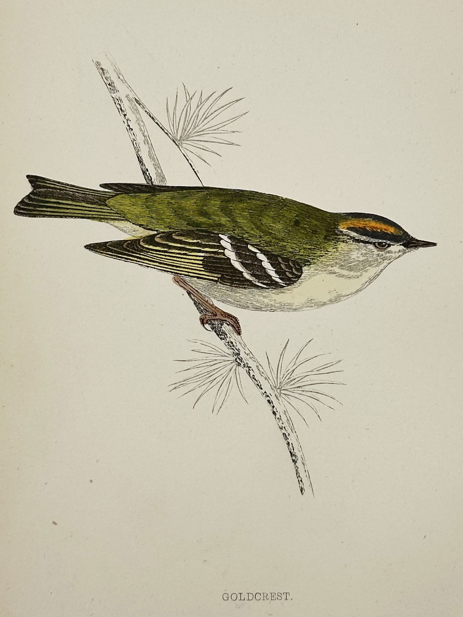 Francis Orpen Morris (1810–1893) – Study of the Goldcrest – Hand-coloured wood engraving: "Goldcrest." This print illustrates a lateral view of a Goldcrest perched on a thin coniferous branch, showcasing its olive-green plumage, pale underparts, and the distinctive bright orange and yellow