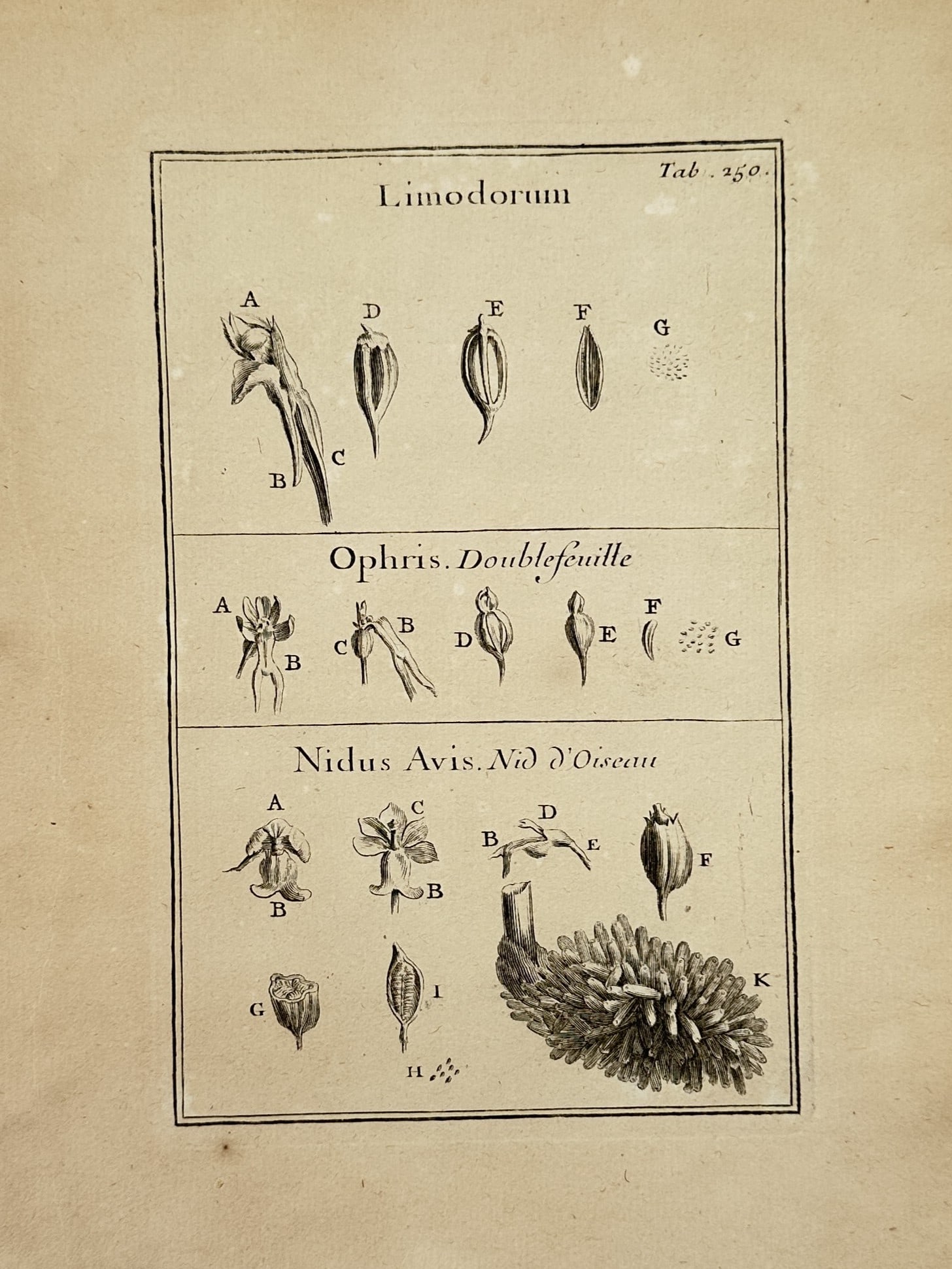 Joseph Pitton de Tournefort (1656–1708) – Botanical Study of Limodorum, Ophris and Nidus Avis: "Limodorum, Ophris. Doublefeuille, Nidus Avis. Nid d'Oiseau." This print illustrates the structural components of three distinct types of orchids, presented in three horizontal registers. The upper se