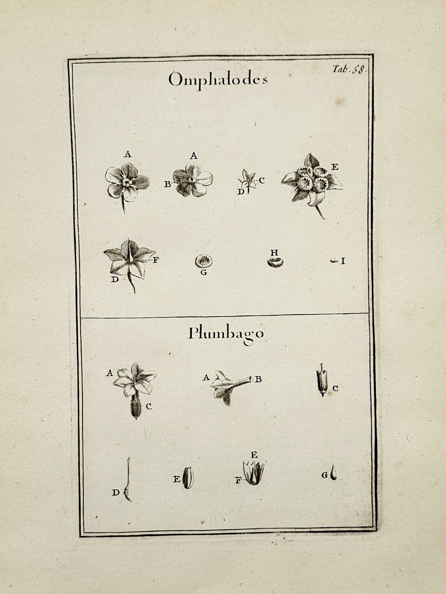 Joseph Pitton de Tournefort (1656–1708) – Botanical Study of Omphalodes and Plumbago –: "Omphalodes, Plumbago." This print illustrates the anatomical structures of two distinct plant genera, Omphalodes (commonly known as navelwort) and Plumbago (leadwort), arranged in two horizontal regi