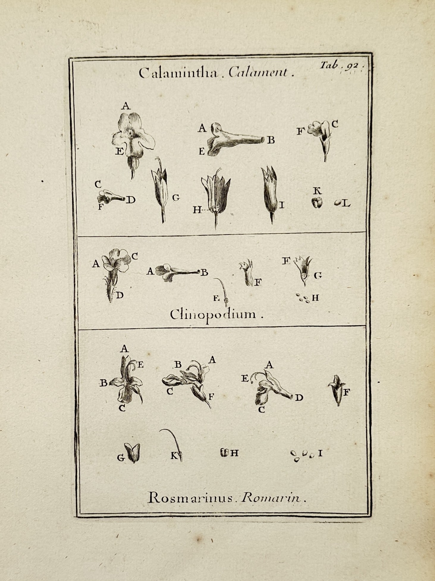 Joseph Pitton de Tournefort (1656–1708) – Botanical Study of Calamintha, Clinopodium and: "Calamintha. Calament. Clinopodium. Rosmarinus. Romarin." This print illustrates the morphological characteristics of three distinct plant genera arranged in three horizontal registers. The upper sect