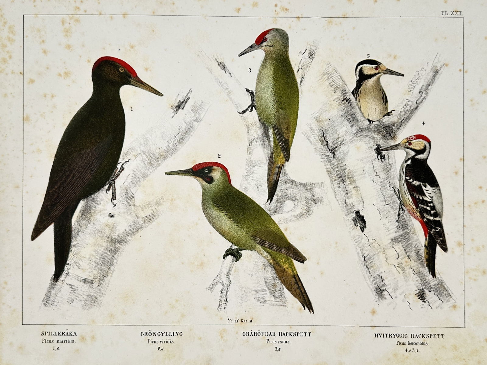 Peter Akerlund (1811–1877) – Study of Spillkraka, Grongylling, Grahoofdad Hackspett and: "Spillkråka, Gröngylling, Gråhöfdad Hackspett, Hvitryggig Hackspett." This print illustrates five woodpeckers native to Scandinavia, including the black woodpecker, European green woodpecker, grey