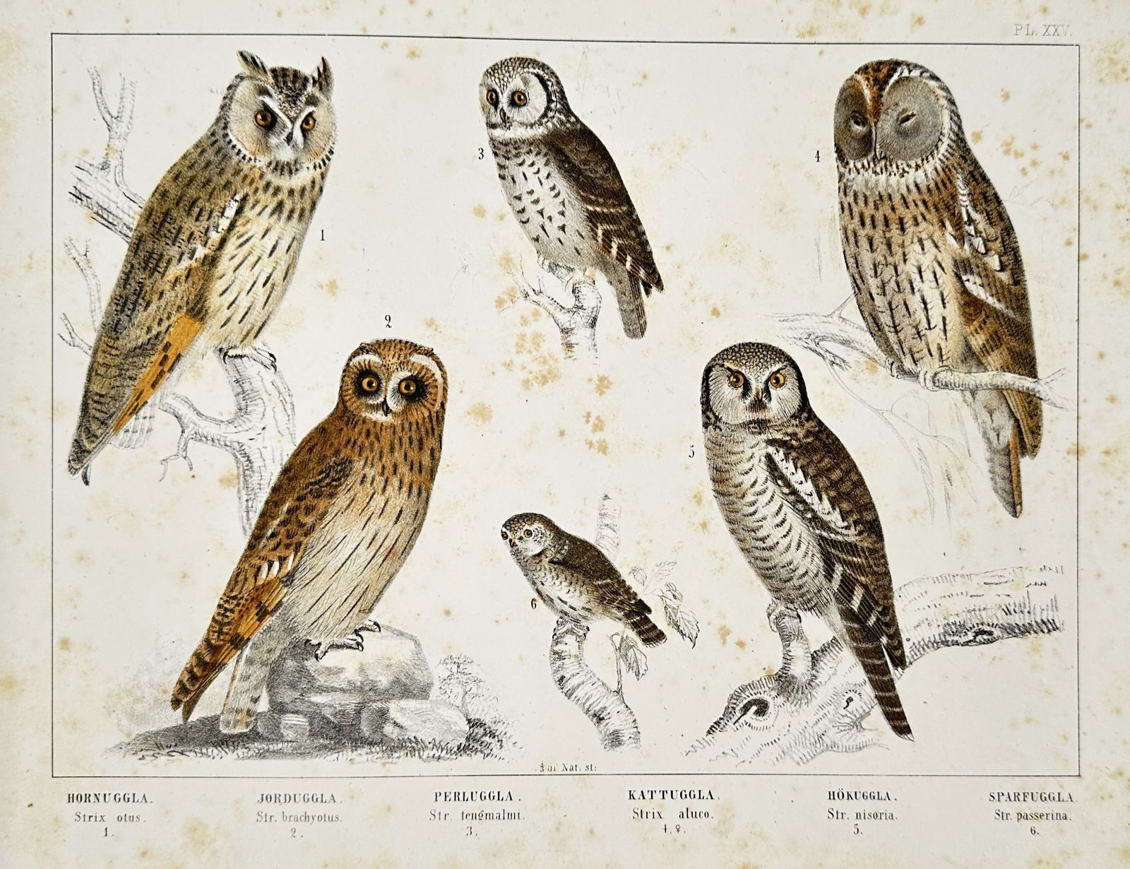 Peter Akerlund (1811–1877) – Study of Hornuggla, Jorduggla, Perluggla, Kattuggla, Hokuggla: "Hornuggla, Jorduggla, Perluggla, Kattuggla, Hokuggla, Sparfuggla." This print illustrates six owl species native to Scandinavia, including the long-eared owl, short-eared owl, boreal owl, tawny owl,