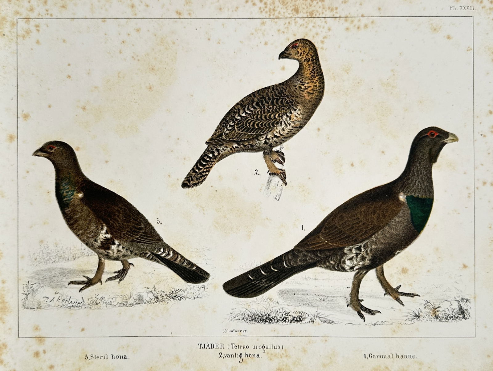 Peter Akerlund (1811–1877) – Study of Tjader: Gammal Hanne, Vanlig Hona and Steril Hona: "Tjäder. Tetrao urogallus. Gammal hanne, Vanlig hona, Steril hona." This print illustrates three Western Capercaillies, depicting an old male, a common female, and a sterile female, shown in standing