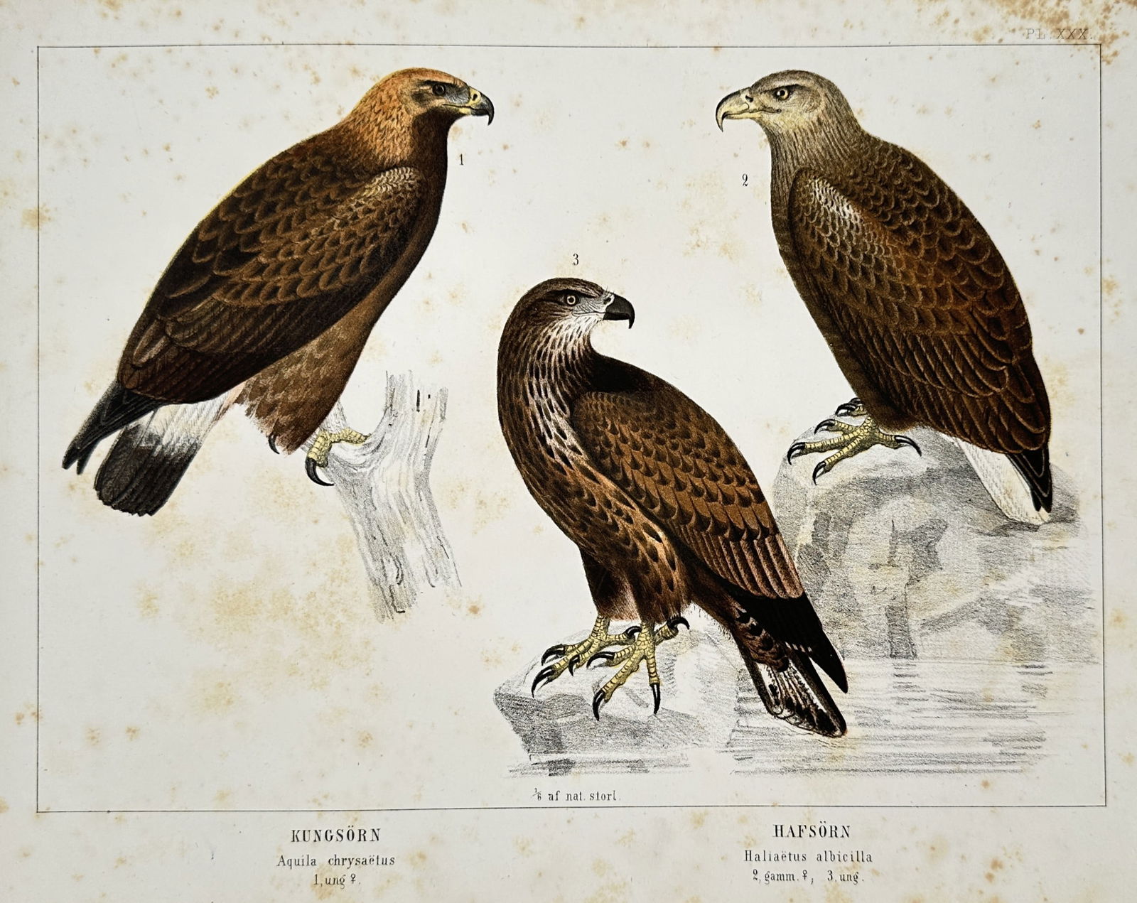 Peter Akerlund (1811–1877) – Study of Kungsorn and Hafsorn – Hand-coloured lithograph (1853): "Kungsörn. Aquila chrysaetos. Hafsörn. Haliaetus albicilla." This print illustrates three large birds of prey native to Scandinavia, including the golden eagle and the white-tailed eagle in both mat