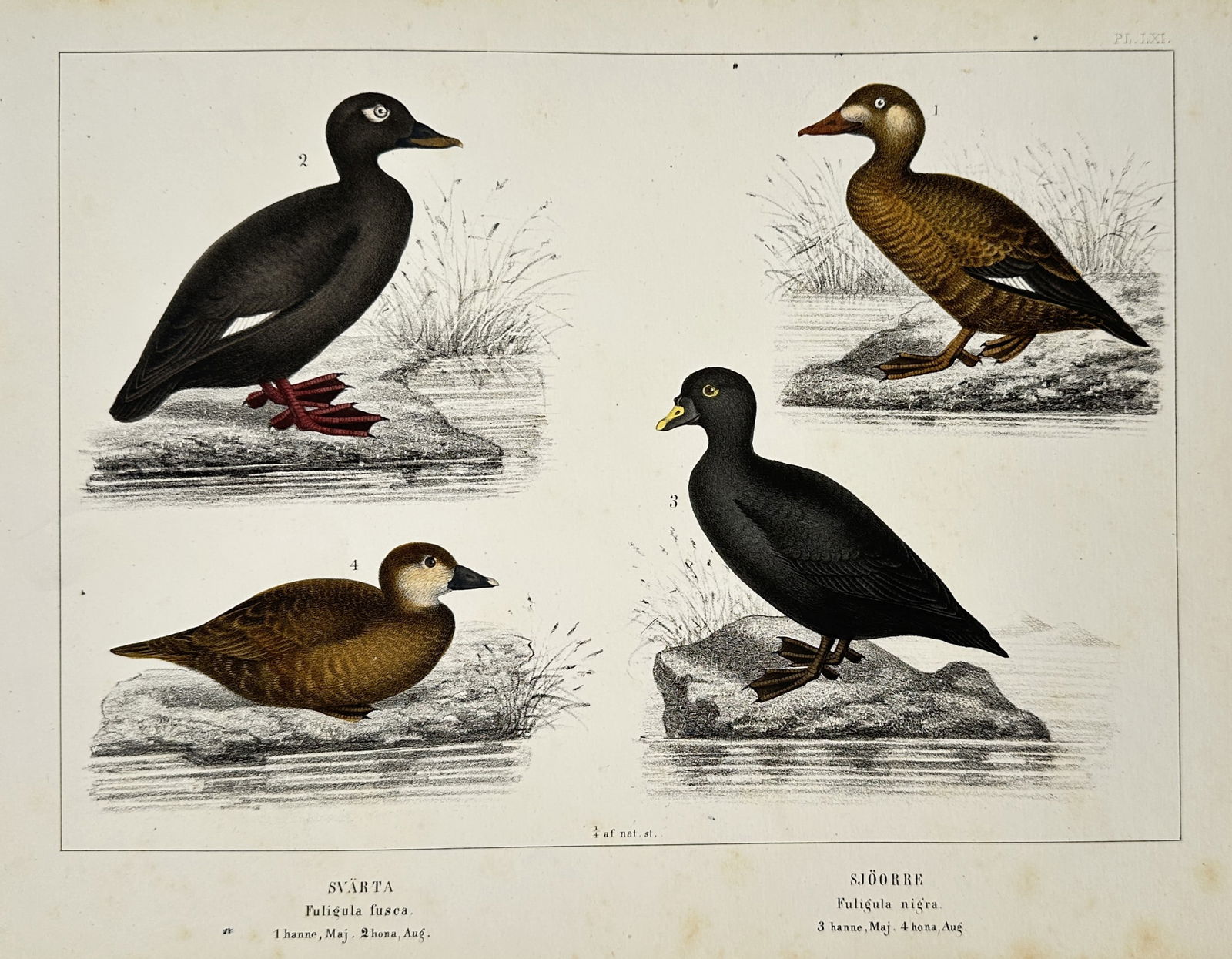 Peter Akerlund (1811–1877) – Study of Svarta and Sjoorre – Hand-coloured lithograph (1853): "Svarta. Fuligula fusca. Sjöorre. Fuligula nigra." This print illustrates four waterfowl native to Scandinavia, including male and female velvet scoters and common scoters, depicted in naturalistic s
