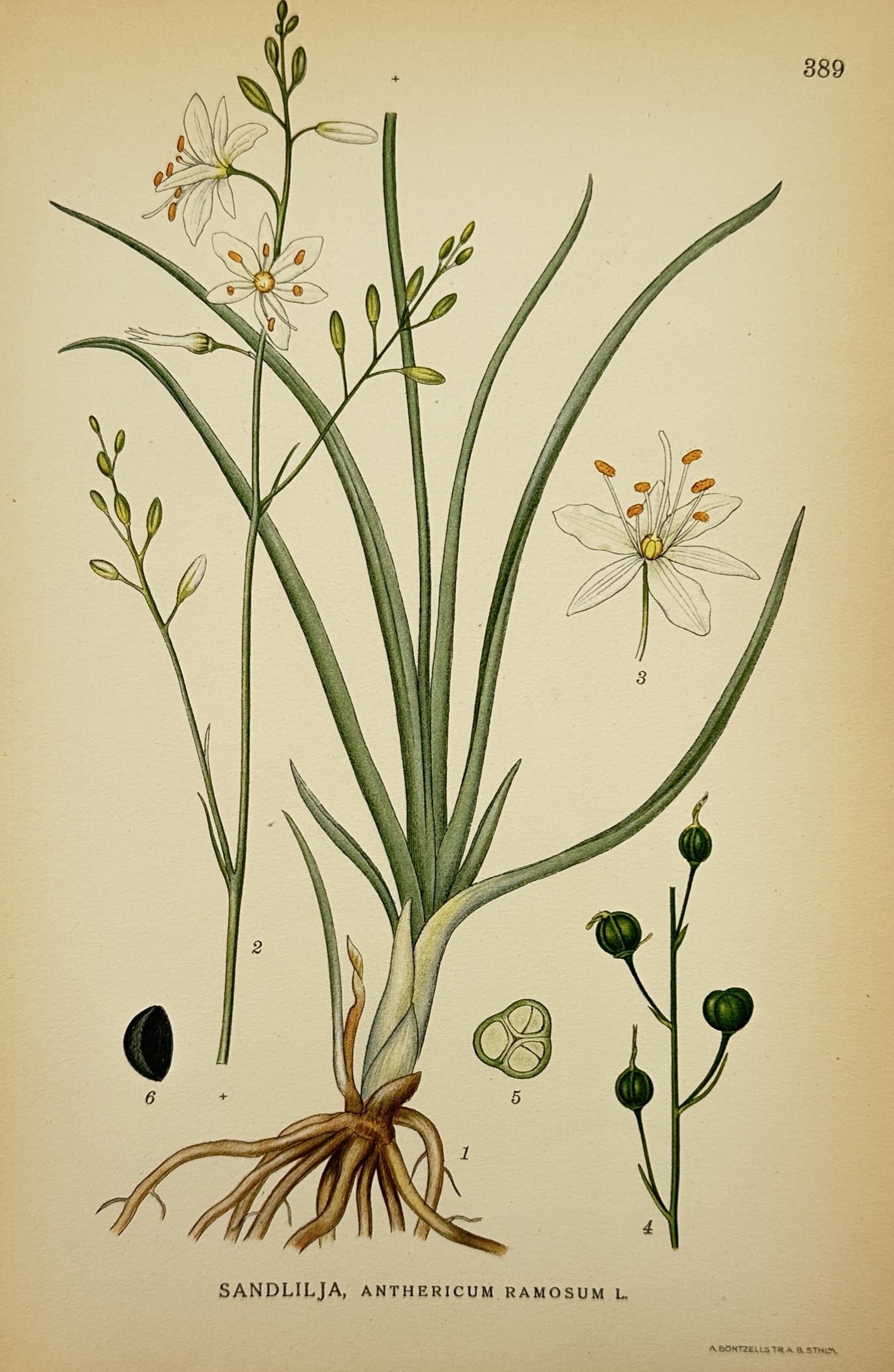Carl Lindman (1856–1928) – Botanical Study of Anthericum ramosum – Lithograph (1901–1905): "Sandlilja. Anthericum ramosum L." This print illustrates the branched St Bernard's-lily, featuring a detailed study of its slender stem, white star-shaped blossoms, root system, and seed capsules. Th