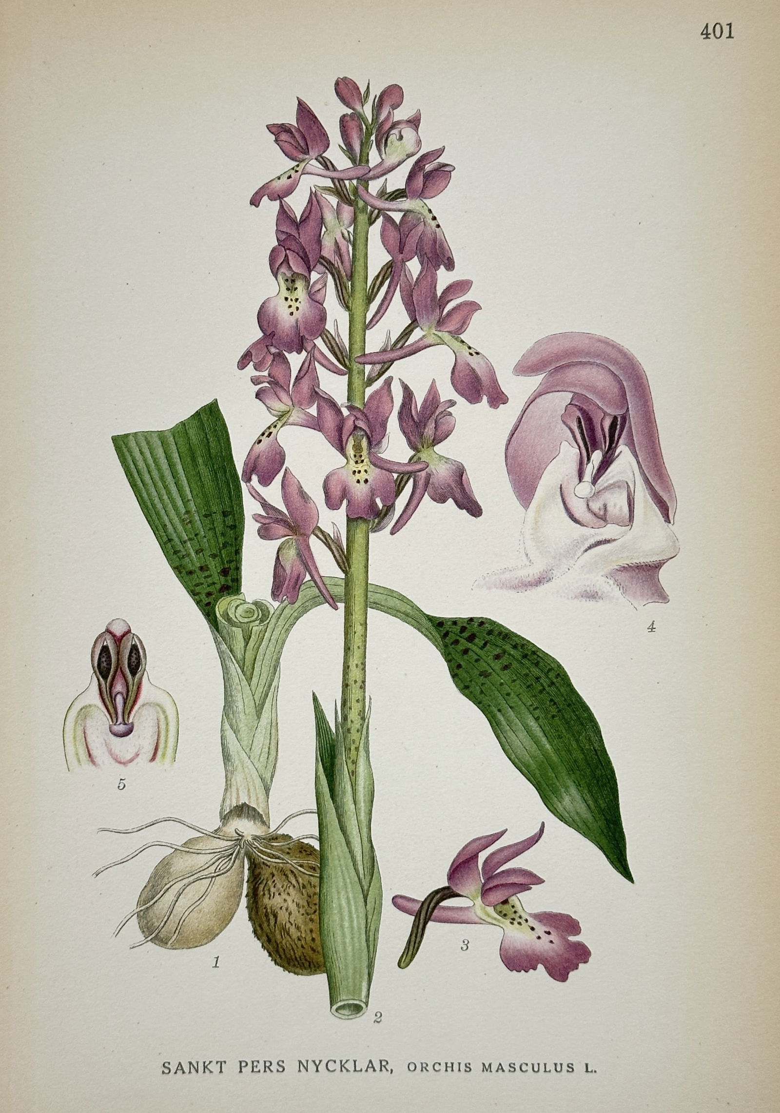 Carl Lindman (1856–1928) – Botanical Study of Orchis masculus – Lithograph (1901–1905): "Sankt Pers Nycklar. Orchis masculus L." This print illustrates the Early-purple Orchid, featuring a detailed study of its spotted green leaves, root tubers, and the vertical spike of purple-pink blos