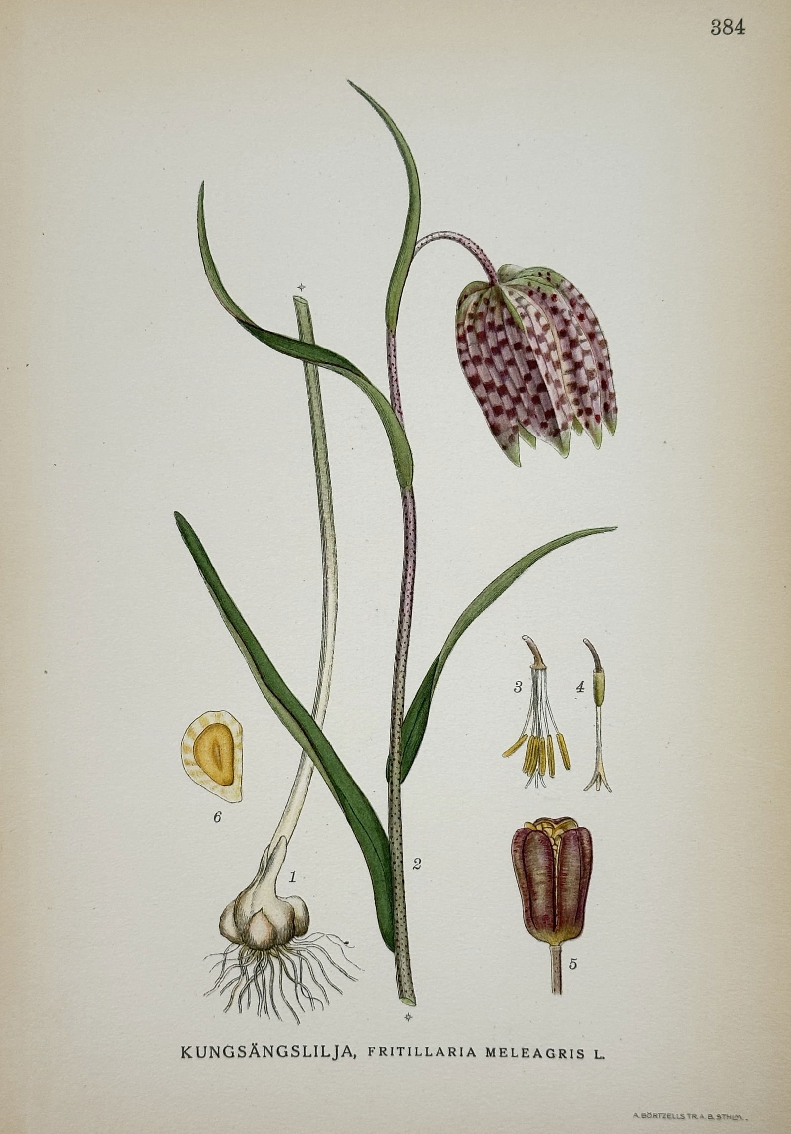 Carl Lindman (1856–1928) – Botanical Study of Fritillaria meleagris – Lithograph (1901–1905): "Kungsängslilja. Fritillaria meleagris L." This print illustrates the snake's head fritillary, featuring a detailed study of its slender stem, checkered bell-shaped blossom, bulbous root system, and