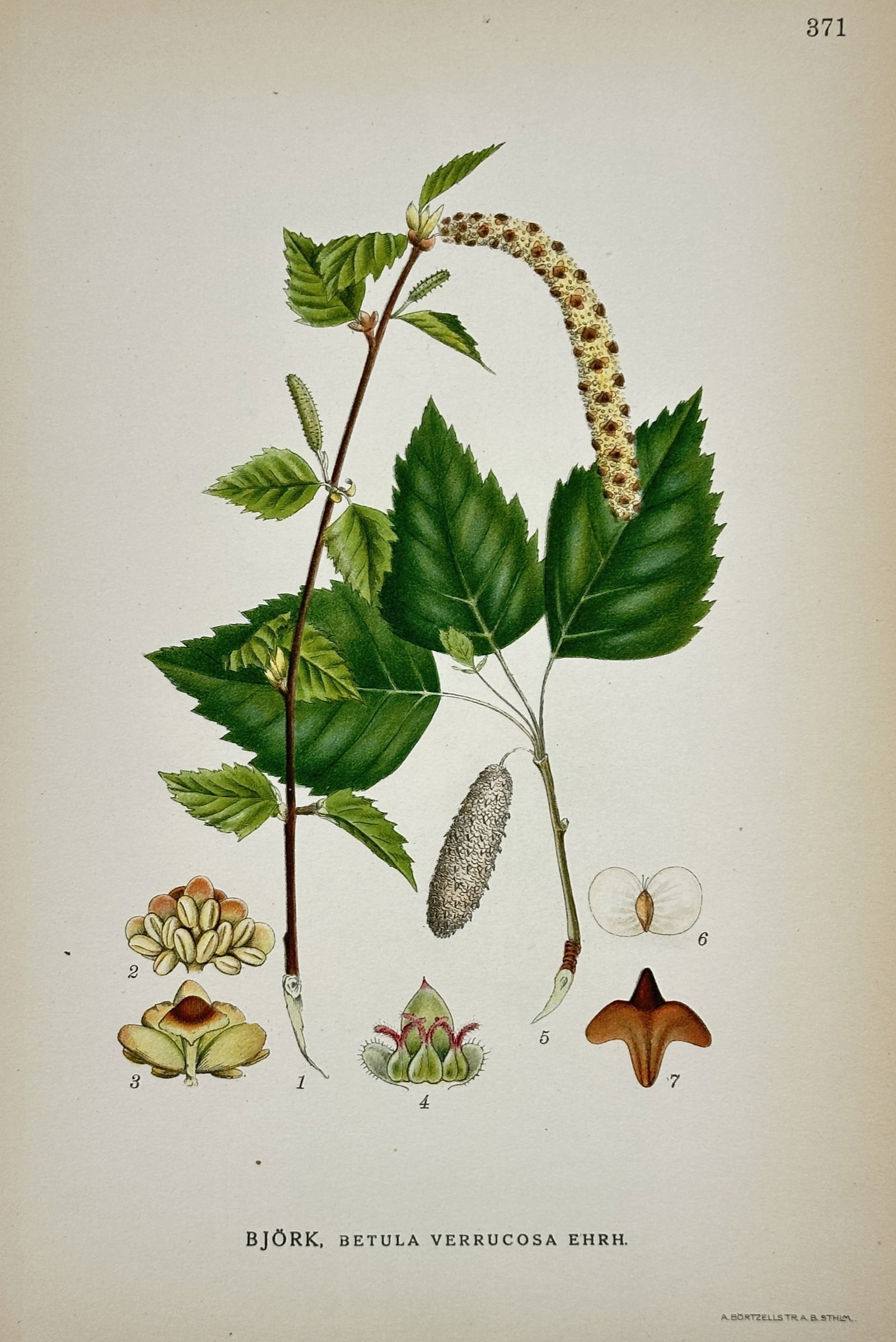 Carl Lindman (1856–1928) – Botanical Study of Betula verrucosa – Lithograph (1901–1905): "Björk, Betula verrucosa Ehrh." This print illustrates the silver birch, featuring a detailed study of its slender woody stem, serrated green leaves, and drooping catkins. The composition includes se