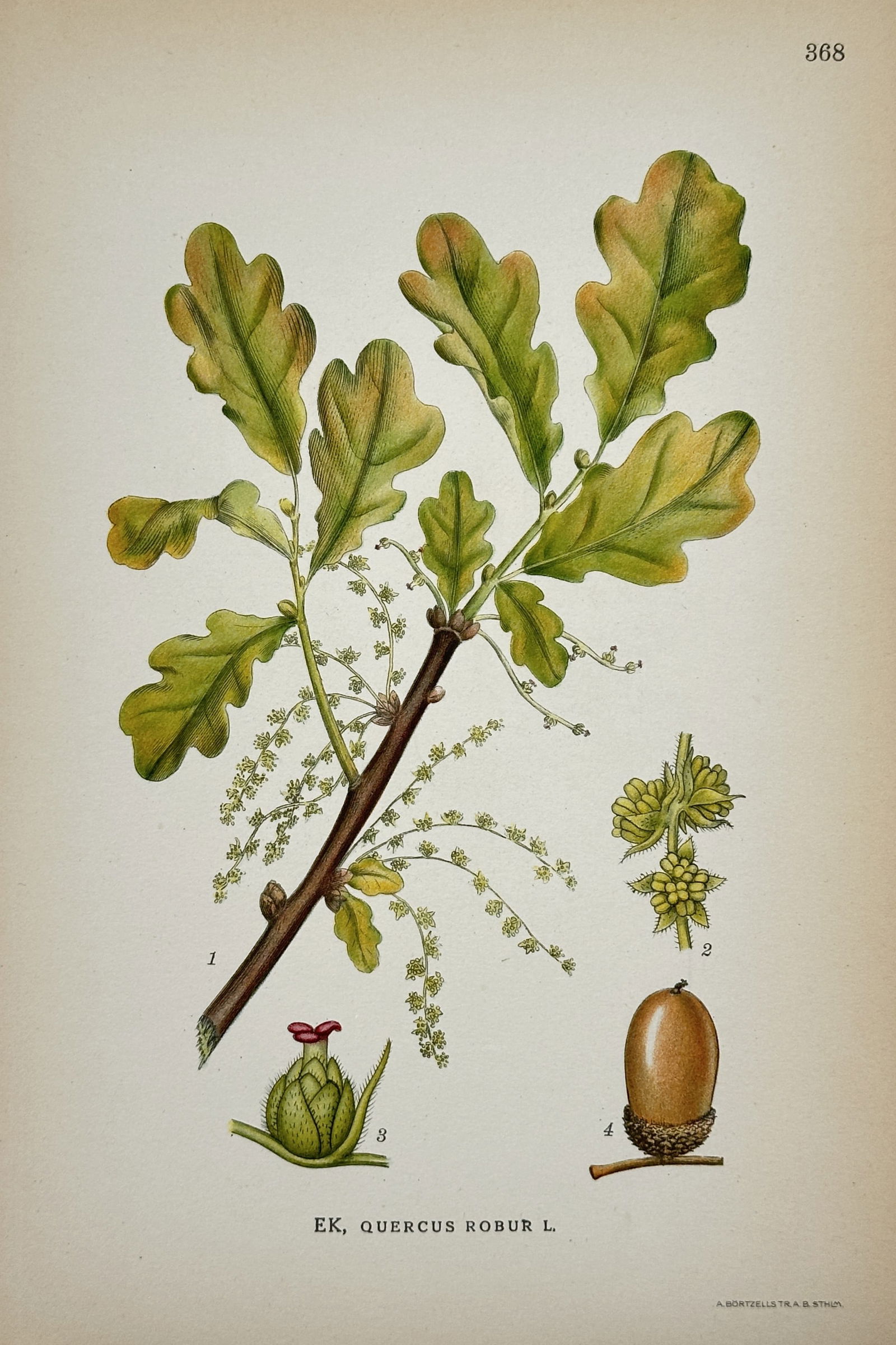 Carl Lindman (1856–1928) – Botanical Study of Quercus robur – Lithograph (1901–1905): "Ek. Quercus robur L." This print illustrates the common oak, featuring a detailed study of its characteristic lobed leaves, woody stem, and developing acorns. The composition includes four analytical