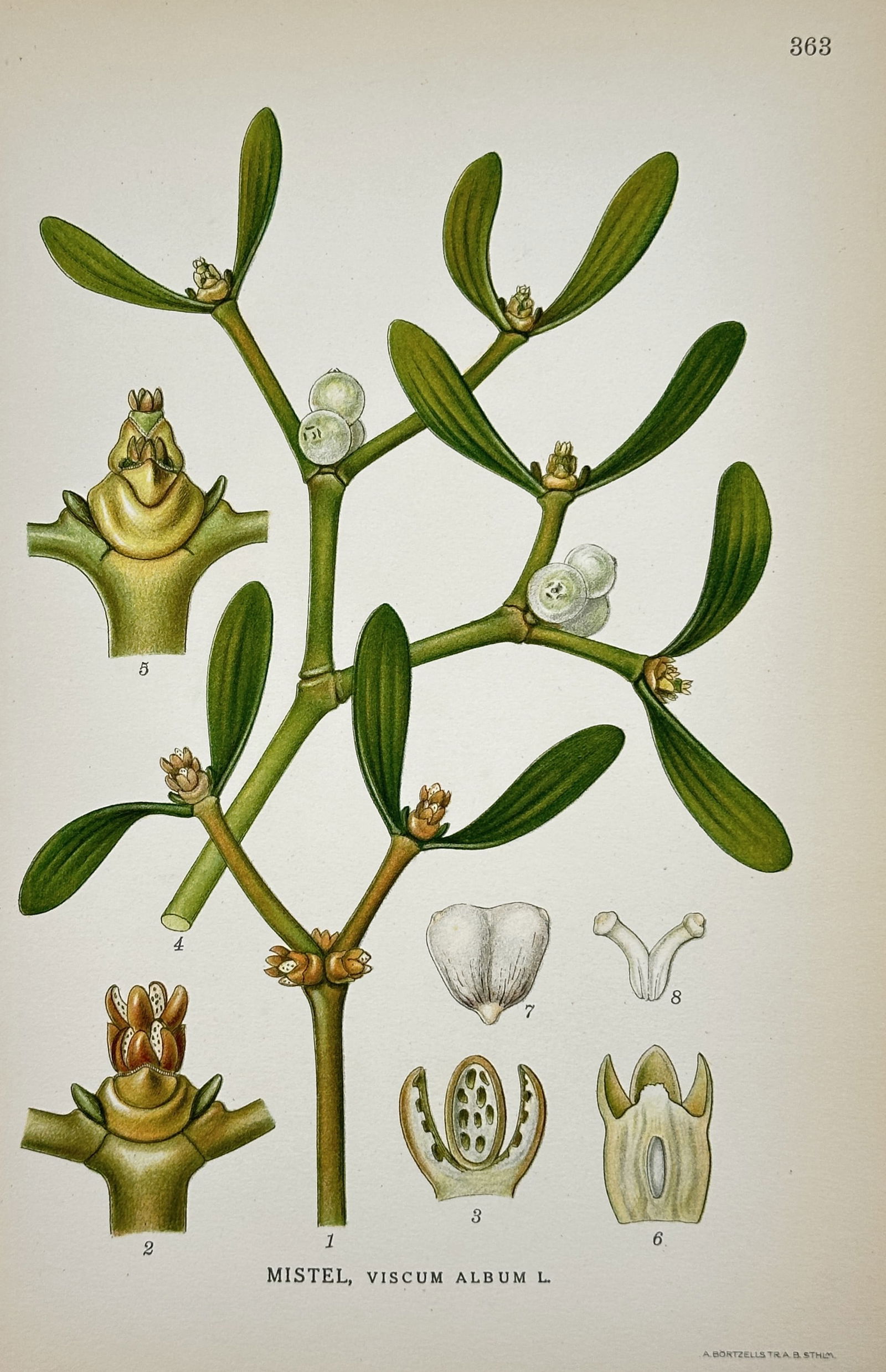 Carl Lindman (1856–1928) – Botanical Study of Viscum album – Lithograph (1901–1905): "Mistel, Viscum album L." This print illustrates the common mistletoe, featuring its characteristic dichotomous branching, leathery oval leaves, and clusters of translucent white berries. The composit