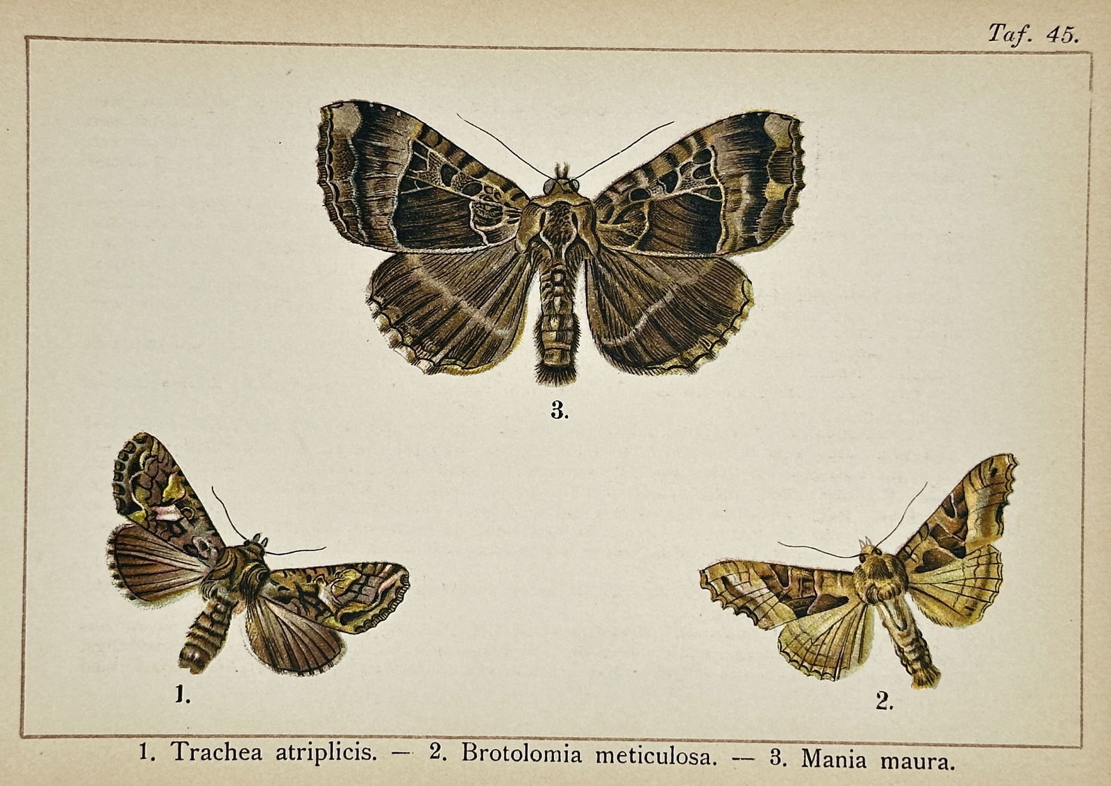 Gottfrid Adlerz (1858–1918) – Orache Moth, Angle Shades, and Old Lady Moth – Chromolithograph (1 of 2)