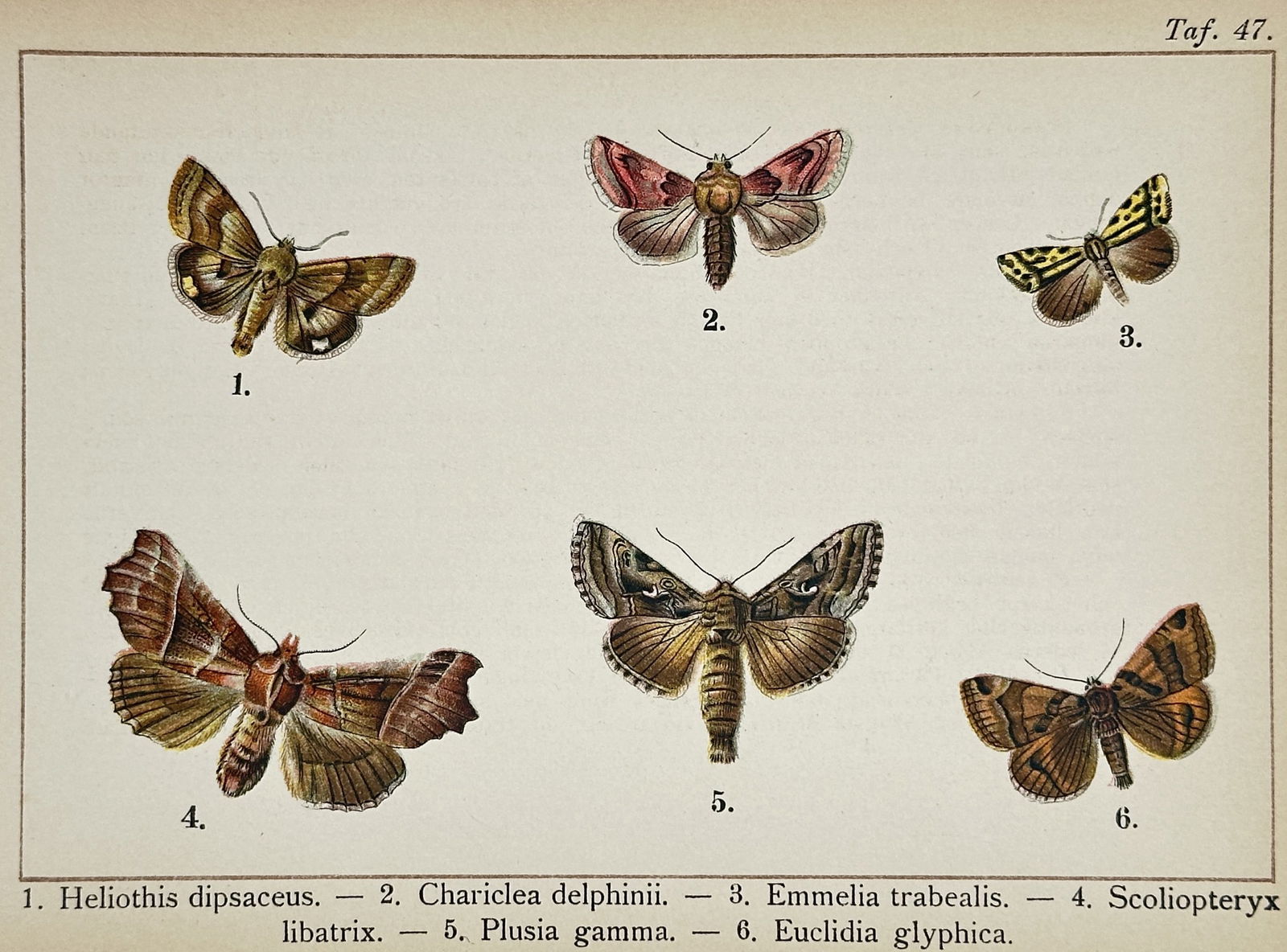 Gottfrid Adlerz (1858–1918) – Marbled Clover, Pease Blossom, and Silver Y – Chromolithograph (1 of 2)