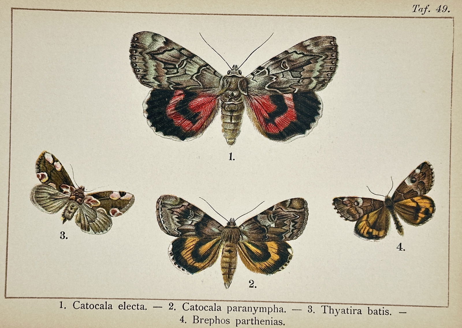 Gottfrid Adlerz (1858–1918) – Rosy Underwing, Yellow-banded Underwing, Peach Blossom (1 of 2)
