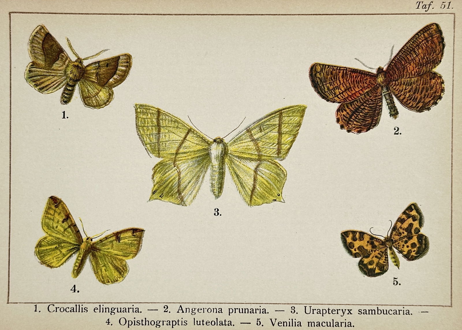Gottfrid Adlerz (1858–1918) – Scalloped Oak, Orange Moth, and Swallow-tailed Moth (1 of 2)