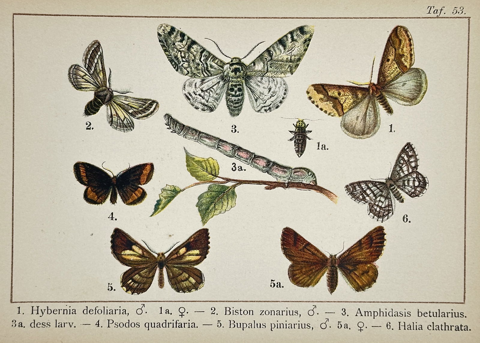 Gottfrid Adlerz (1858–1918) – Mottled Umber, Belted Beauty, and Peppered Moth: "Hybernia defoliaria. Biston zonarius. Amphidasis betularius. Psodos quadrifaria. Bupalus piniarius. Halia clathrata." This print features detailed entomological illustrations of several moth species,