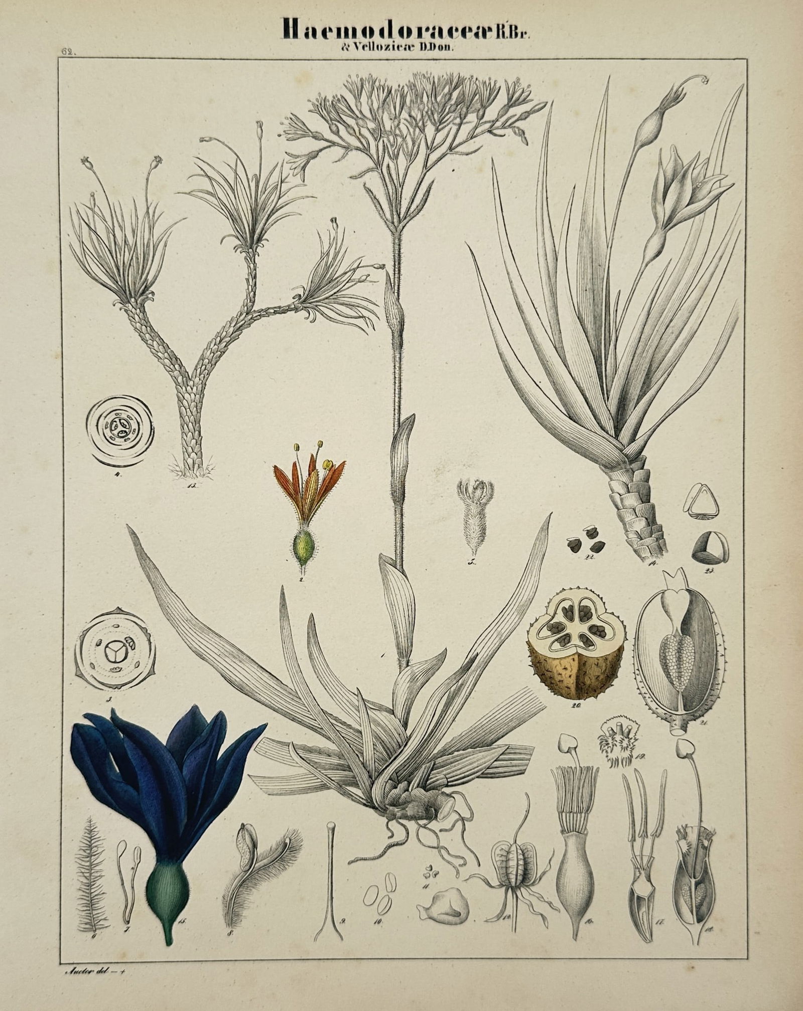 Adalbert Schnizlein (1814–1868) – Haemodoraceae and Velloziaceae Botanical Study: "Haemodoraceae R. Br. & Velloziaceae D. Don." This plate provides a comprehensive scientific illustration of several plant species from the Bloodwort and Vellozia families. The composition features a