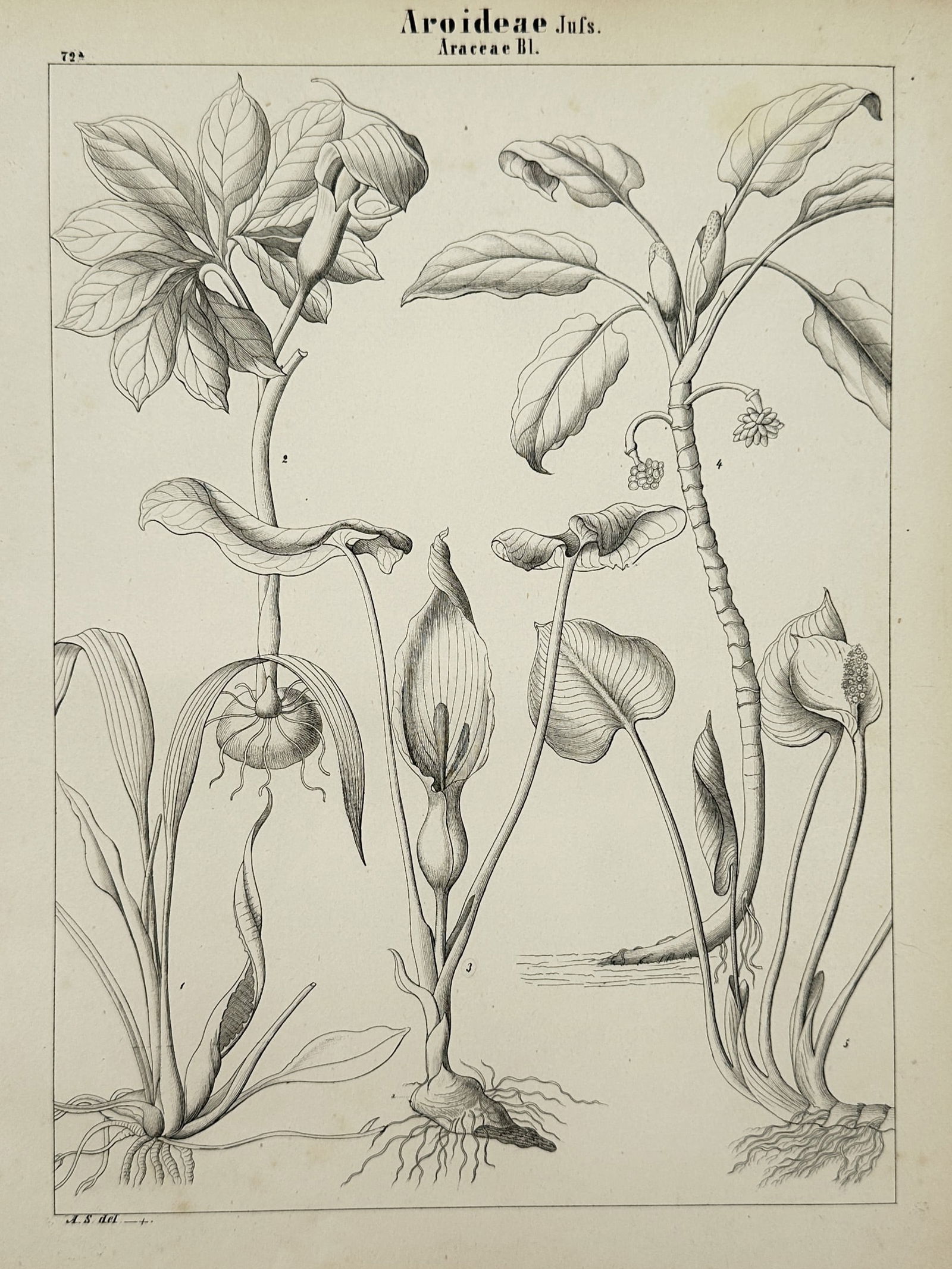 Adalbert Schnizlein (1814–1868) – Botanical Study of Aroideae – Lithograph (1843) (1 of 2)