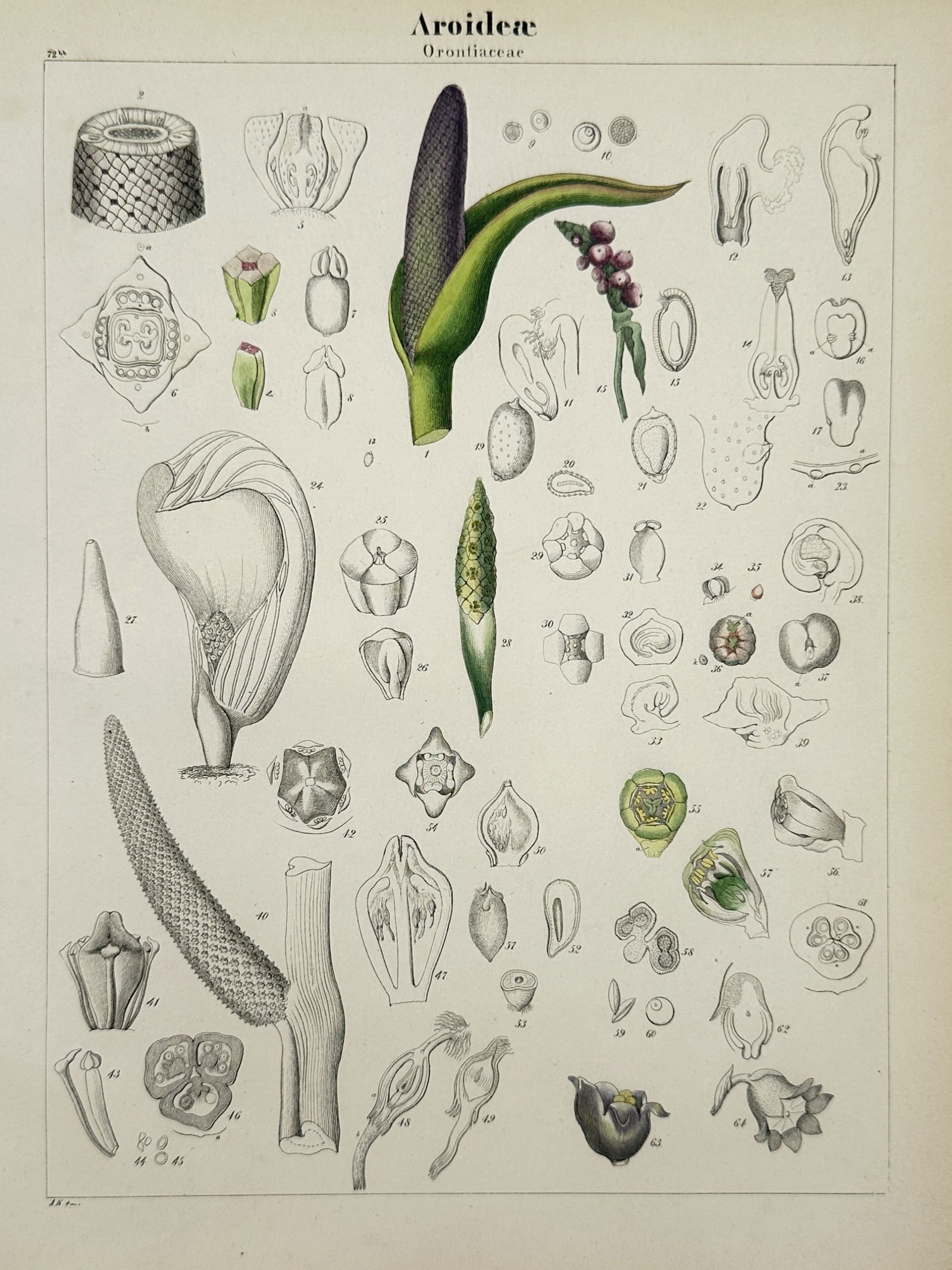 Adalbert Schnizlein (1814–1868) – Botanical Study of Aroideae and Orontiaceae (1 of 2)