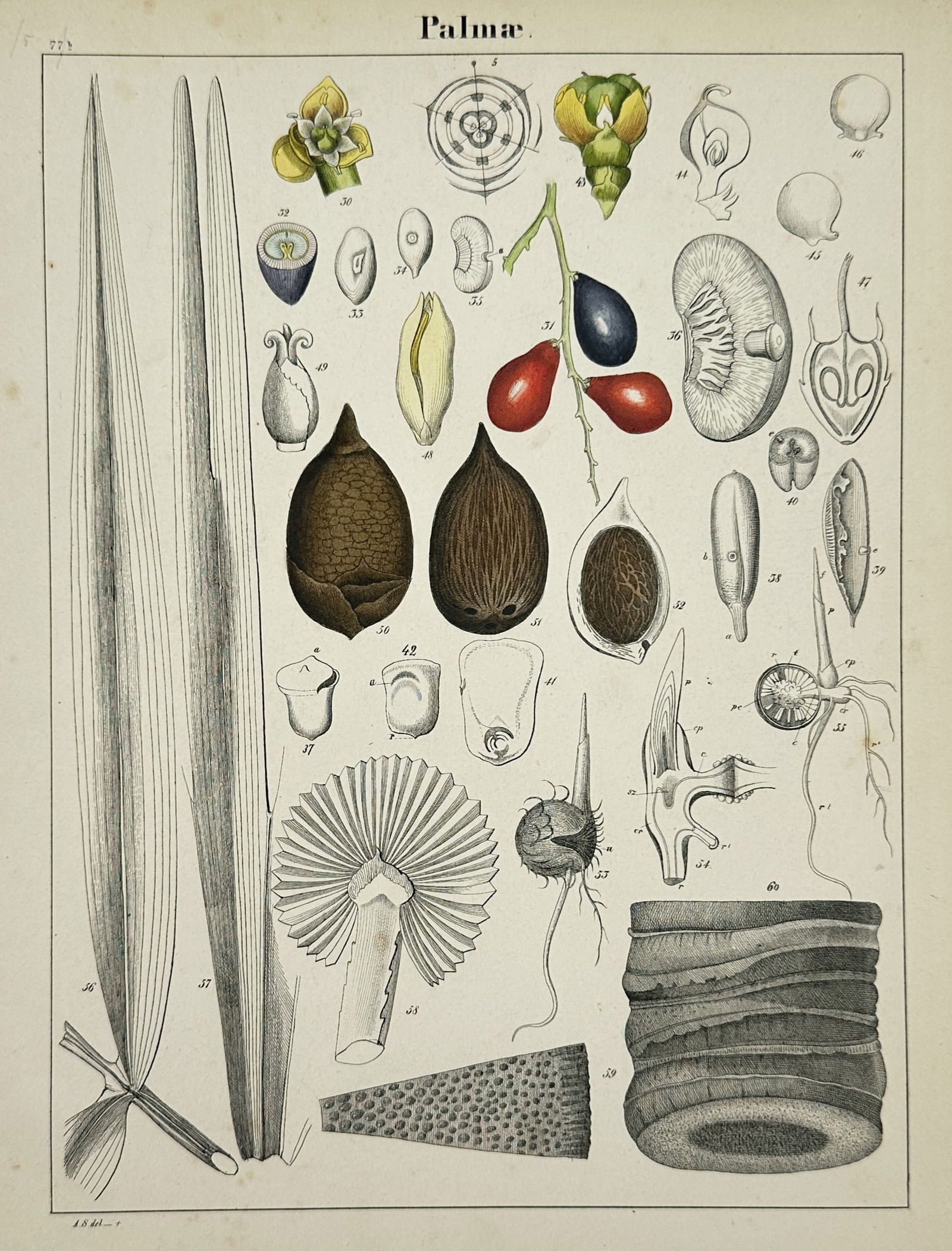 Adalbert Schnizlein (1814–1868) – Botanical Study of Palmae – Hand-coloured lithograph (1843): "Palmae." This print displays a detailed scientific study of various plant species from the palm family, featuring numerous anatomical dissections of fruit, seeds, and leaf structures. The composition