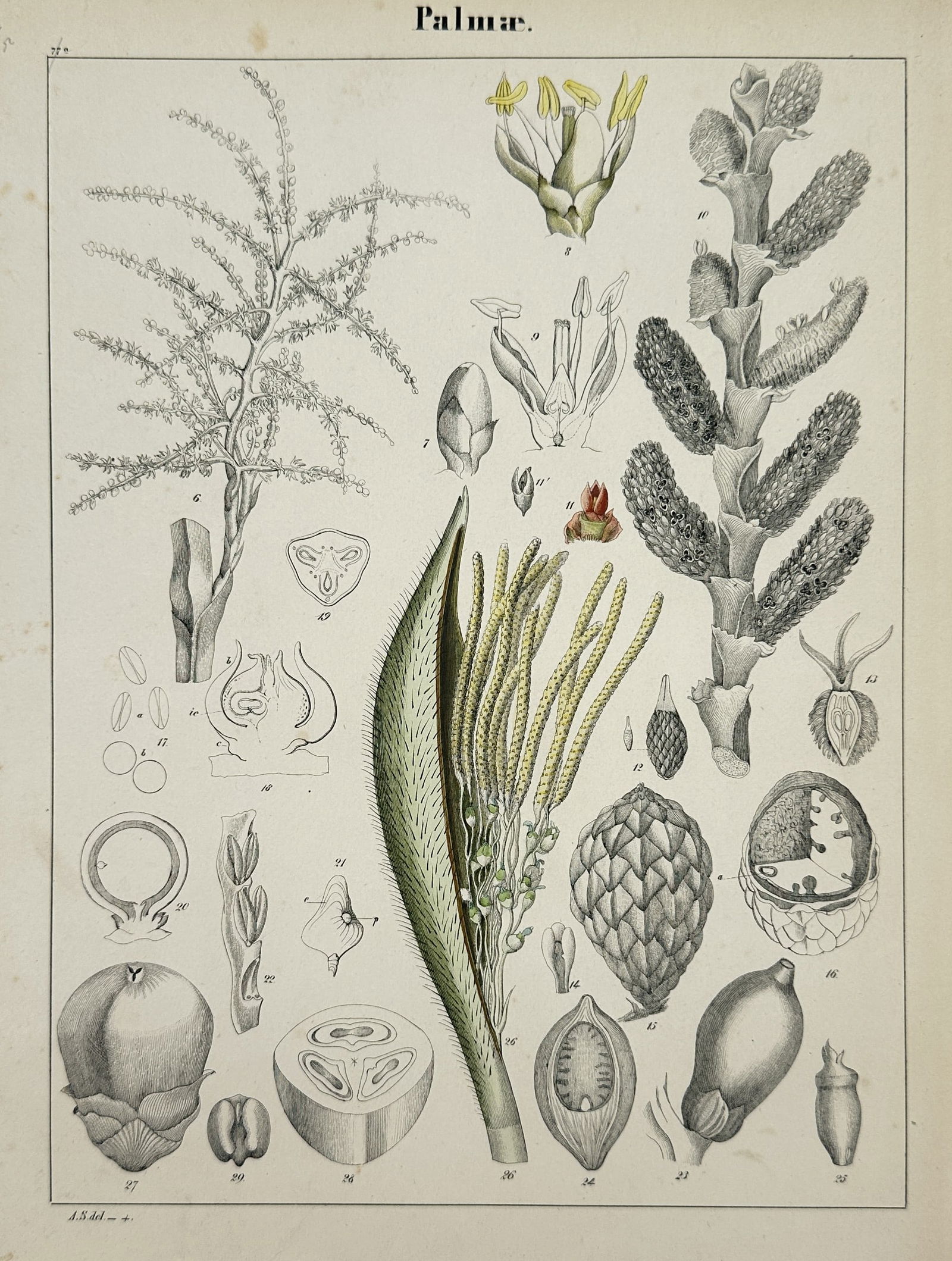 Adalbert Schnizlein (1814–1868) – Botanical Study of Palmae – Hand-coloured lithograph (1843): "Palmae." This print displays a detailed scientific study of various plant species from the palm family, featuring numerous anatomical dissections of reproductive organs, flowering stalks, and fruit s