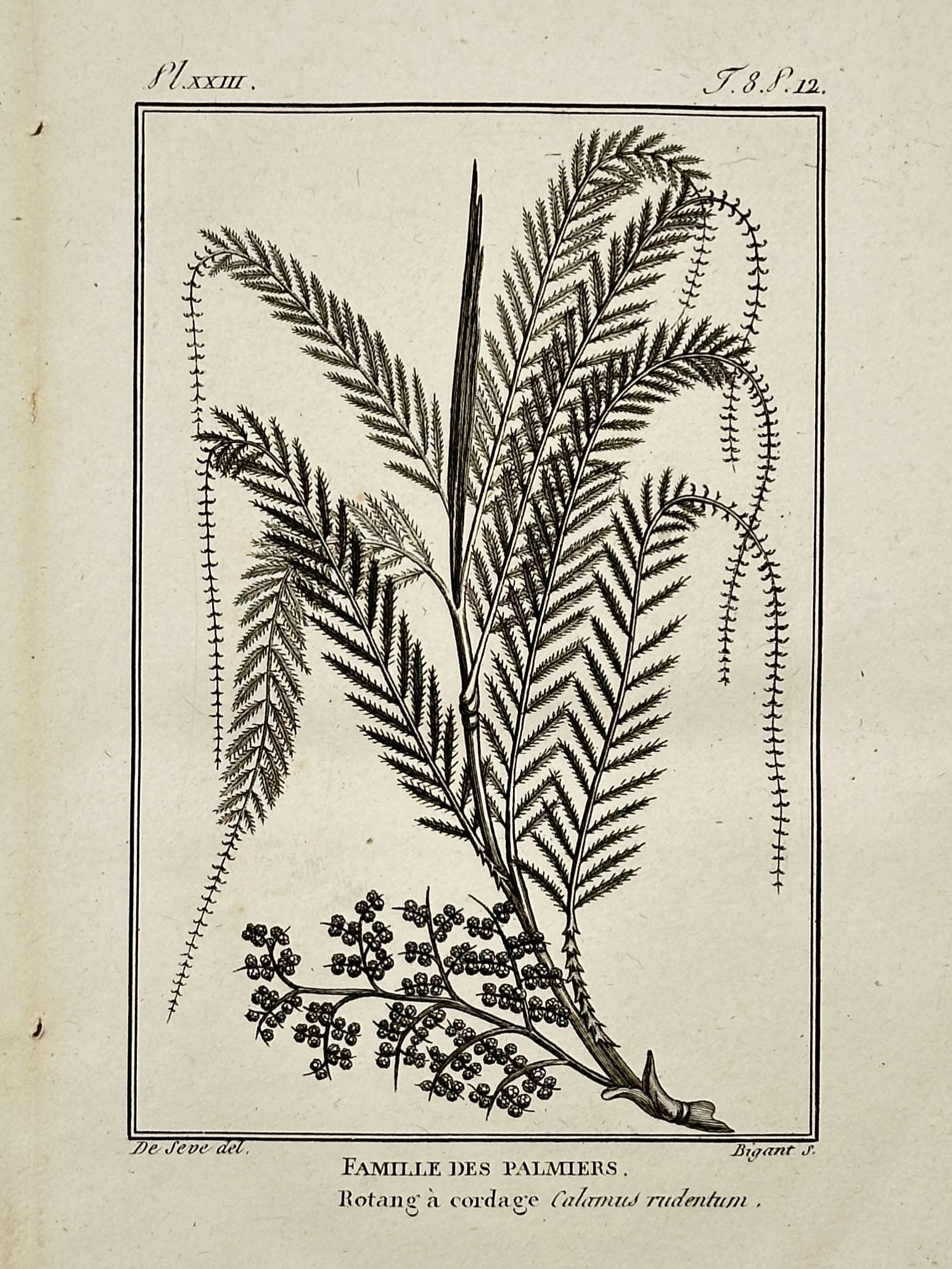 Jacques de Sève (Active 1742–1788) – Botanical Study of Rotang à cordage – Copper engraving: "Famille des Palmiers, Rotang à cordage Calamus rudentum" illustrates a central palm frond with delicate, feathery leaflets and long, trailing tendrils, alongside a cluster of small round berries at