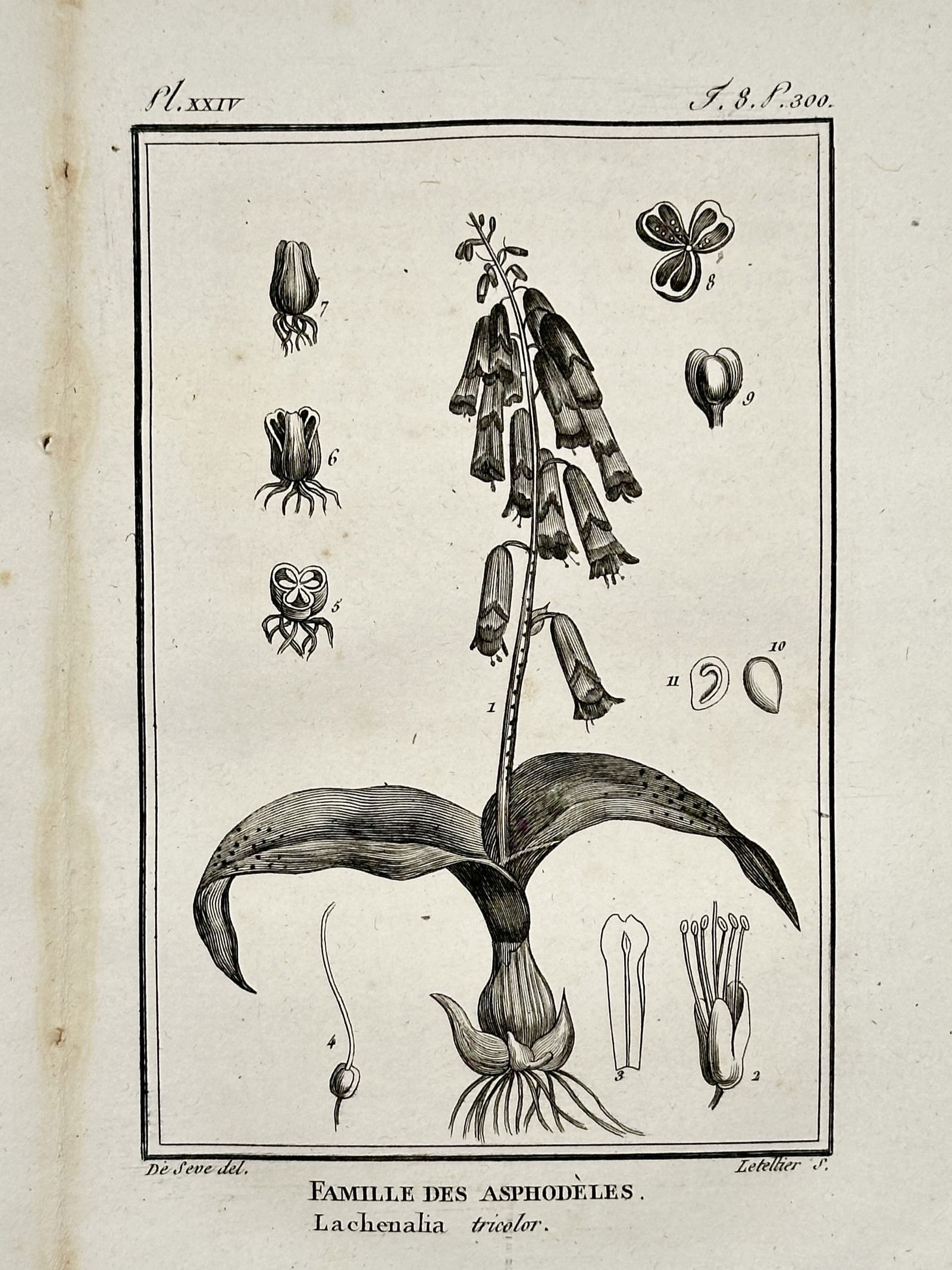 Jacques de Sève (Active 1742–1788) – Botanical Study of Lachenalia tricolor – Copper: "Famille des Asphodèles, Lachenalia tricolor" illustrates a Cape cowslip plant featuring two mottled, lance-shaped leaves at the base and a central flowering stalk adorned with several tubular, pendu