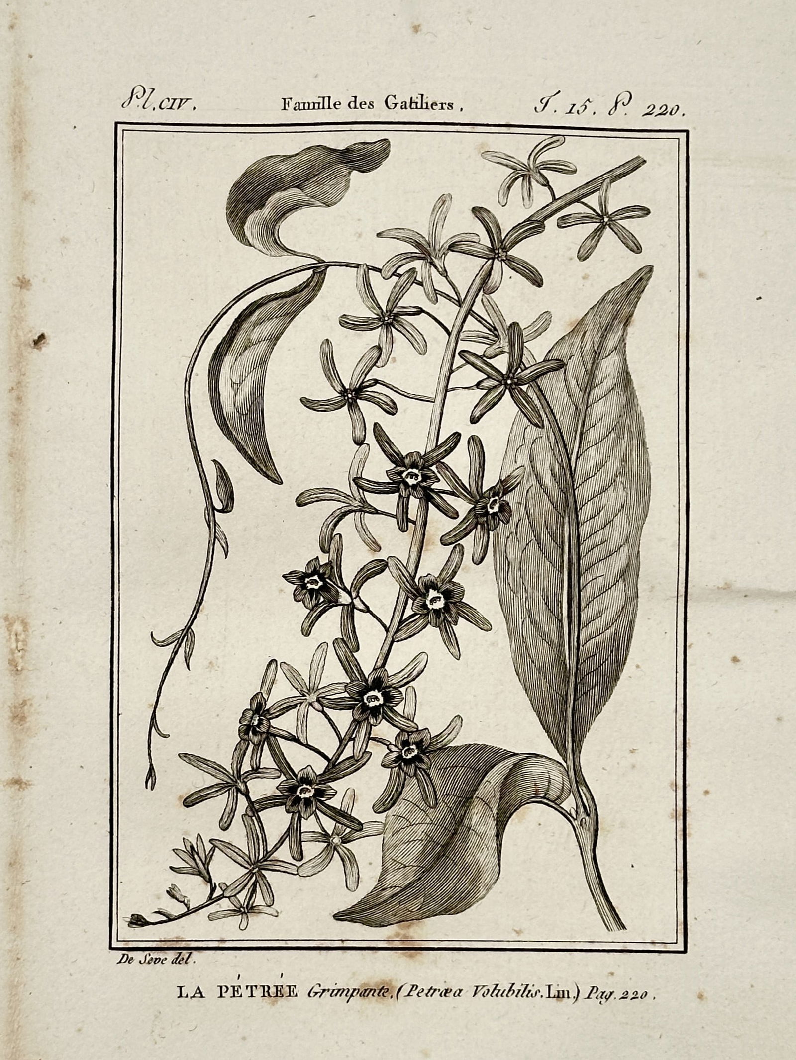 Jacques de Sève – Botanical Study of Petrea volubilis – Copper engraving (1771) (1 of 2)