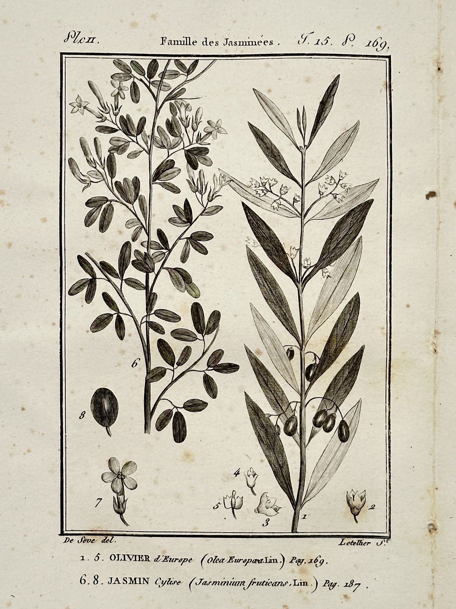 Jacques de Sève – Botanical Study of Olivier d'Europe and Jasmin Cytise – Copper engraving (1 of 2)
