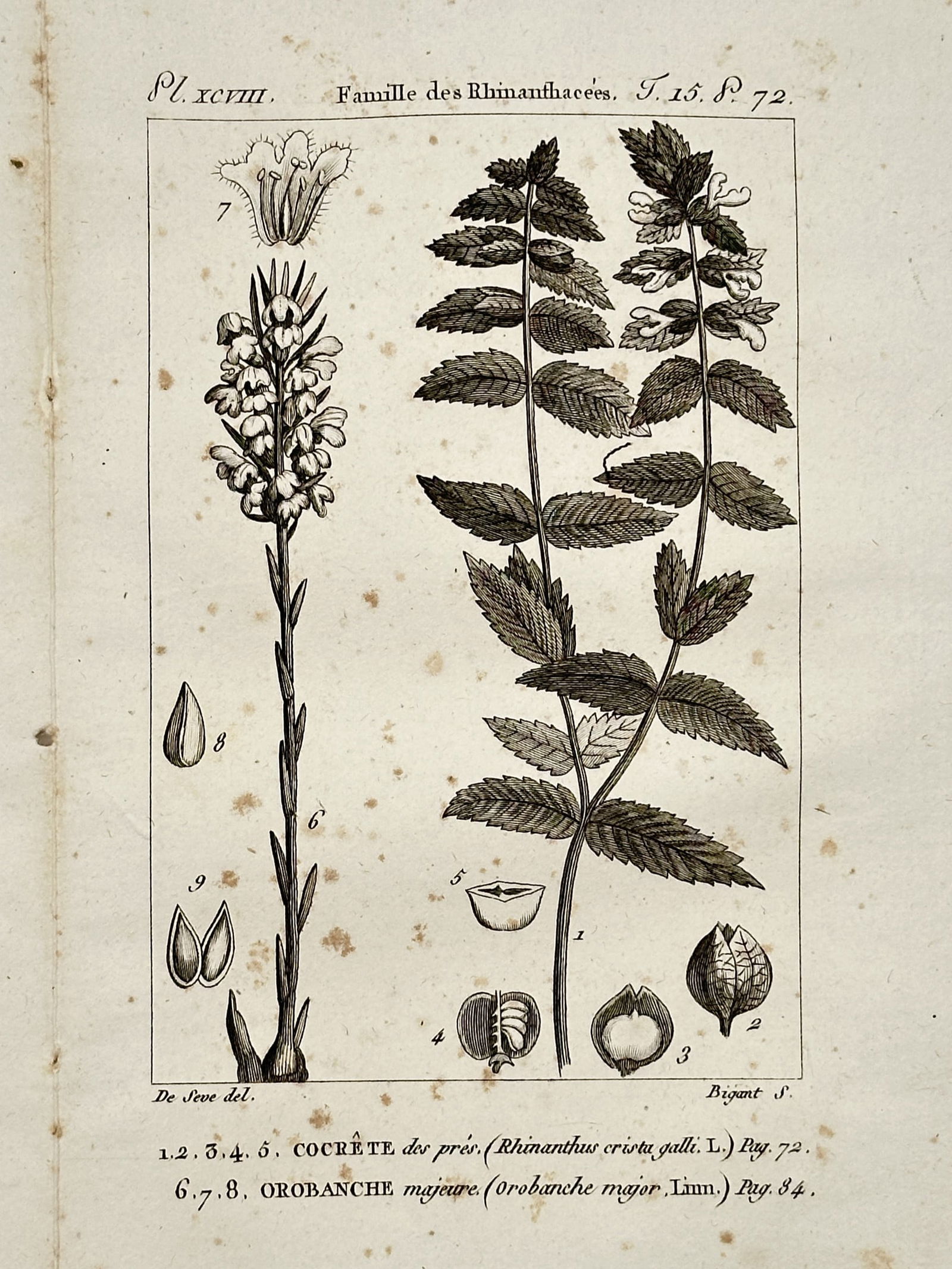 Jacques de Sève – Botanical Study of Cocrête and Orobanche – Copper engraving (1771): "Famille des Rhinanthacées, Cocrête des prés (Rhinanthus crista galli. L.), Orobanche majeure (Orobanche major. Linn.)" illustrates two distinct parasitic and semi-parasitic plant species. The work