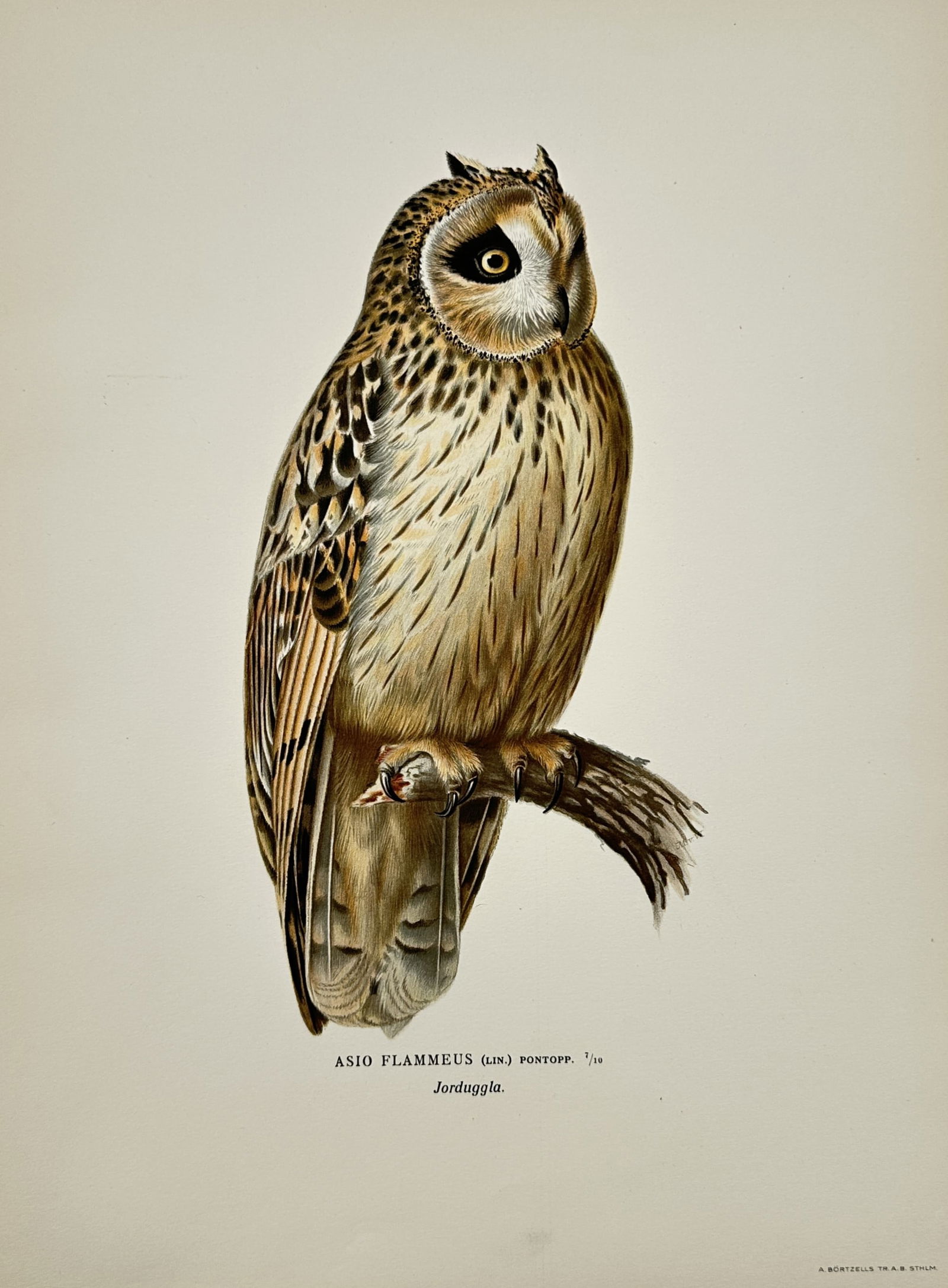 Magnus von Wright (1805–1867) – Ornithological Study of a Short-eared Owl – Lithograph (1 of 2)