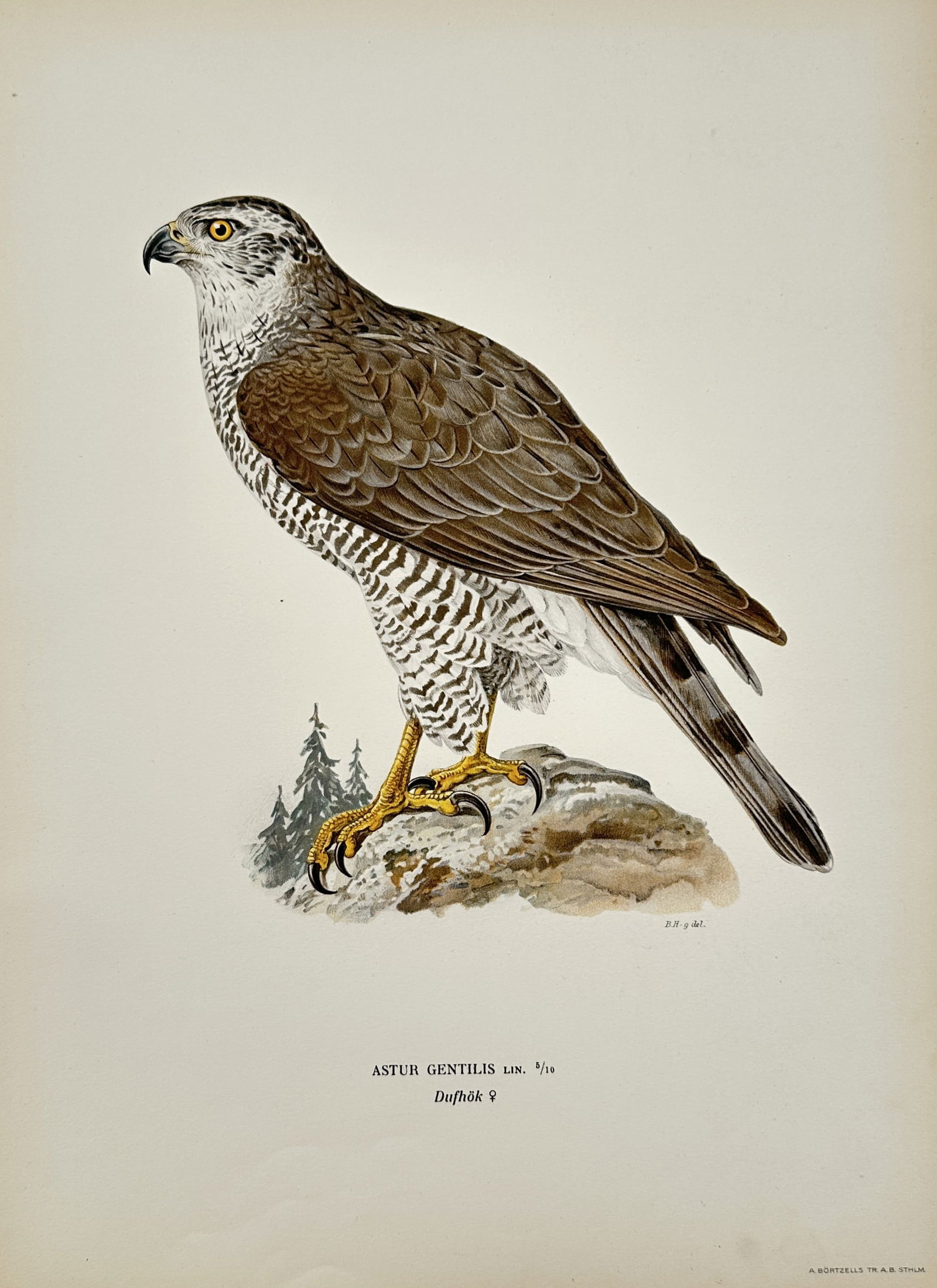 Magnus von Wright (1805–1867) – Ornithological Study of a Northern Goshawk – Lithograph: "Astur Gentilis Lin. Dufhök" illustrates a Northern Goshawk perched on a rocky outcrop with several evergreen trees in the background. The bird is depicted in a standing posture with its head turned