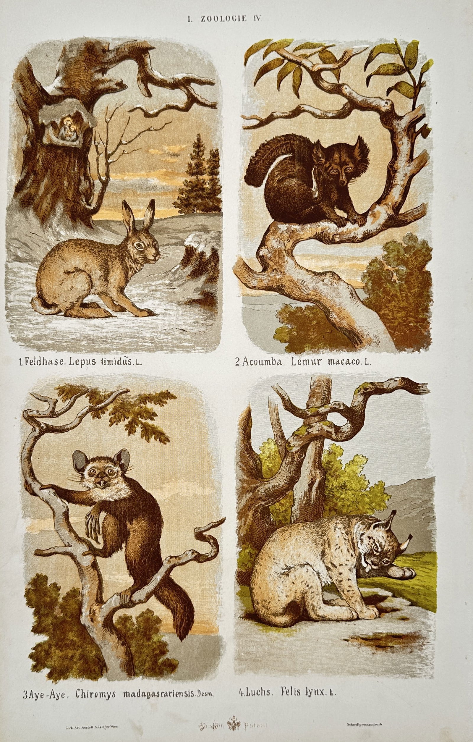 Samuel Czeiger – Zoological Study of Hare, Lemur, Aye-Aye, and Lynx – Hand-coloured lithograph: "I. Zoologie IV" illustrates four distinct mammal species in their natural habitats, arranged in a grid of four panels. The upper left panel depicts a European Hare in a winter landscape, while the up