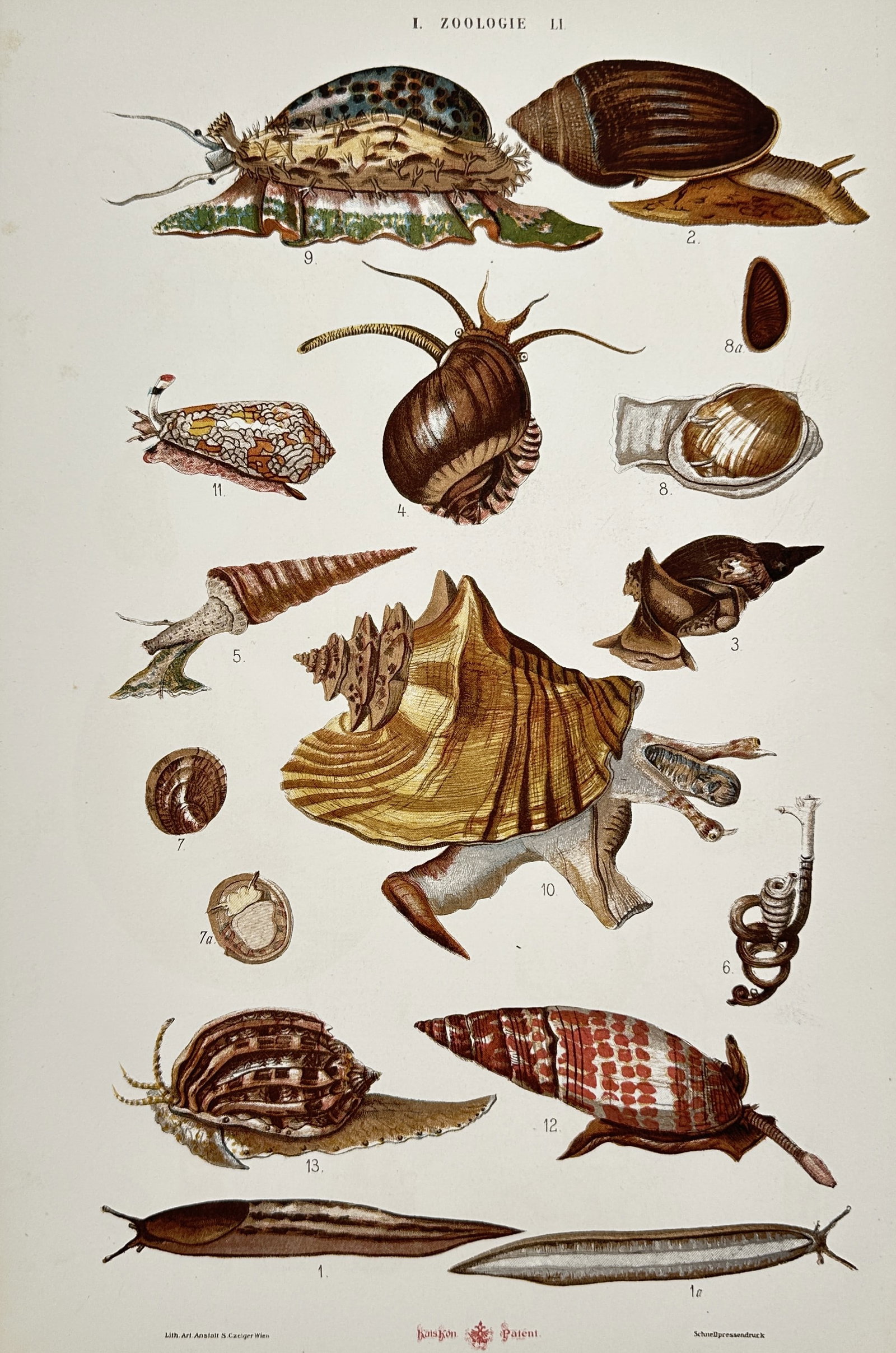Samuel Czeiger – Zoological Study of Gastropods and Slugs – Hand-coloured lithograph (1870) (1 of 2)