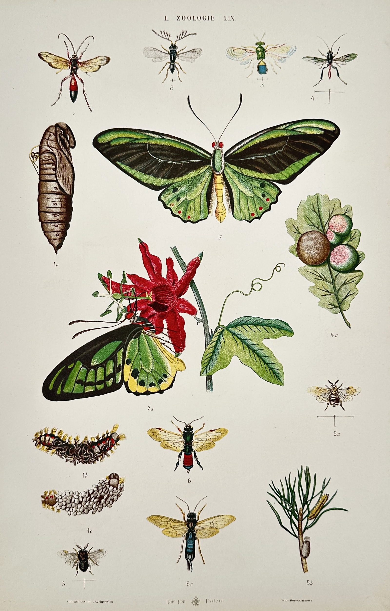 Samuel Czeiger – Zoological Study of Lepidoptera, Hymenoptera, and Larvae – Hand-coloured (1 of 2)