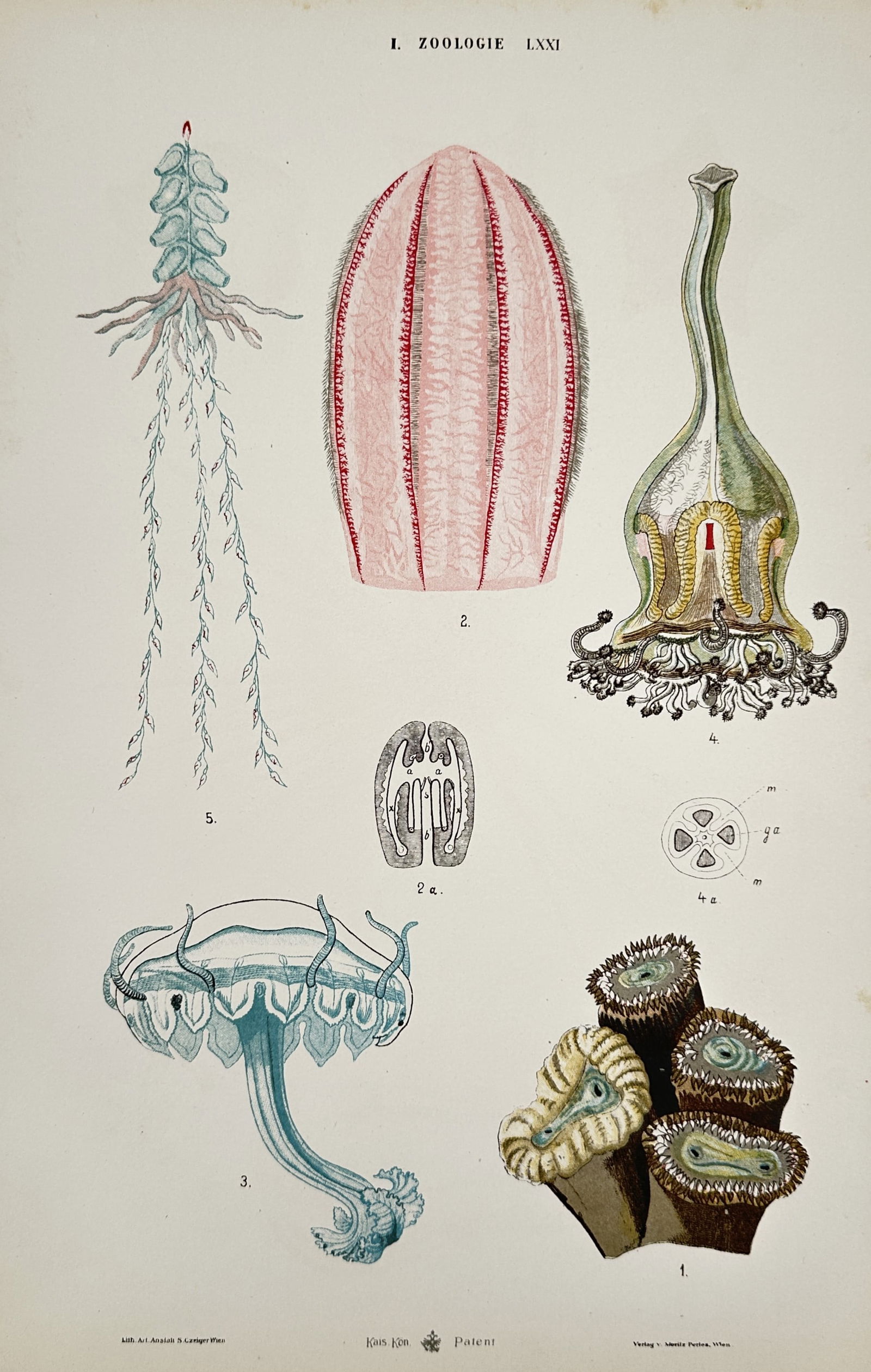Samuel Czeiger – Zoological Study of Marine Invertebrates and Hydrozoans – Hand-coloured: "I. Zoologie LXXI" illustrates a diverse group of marine invertebrates, specifically focusing on various forms of cnidarians and ctenophores. The composition features a cluster of colonial anemones or
