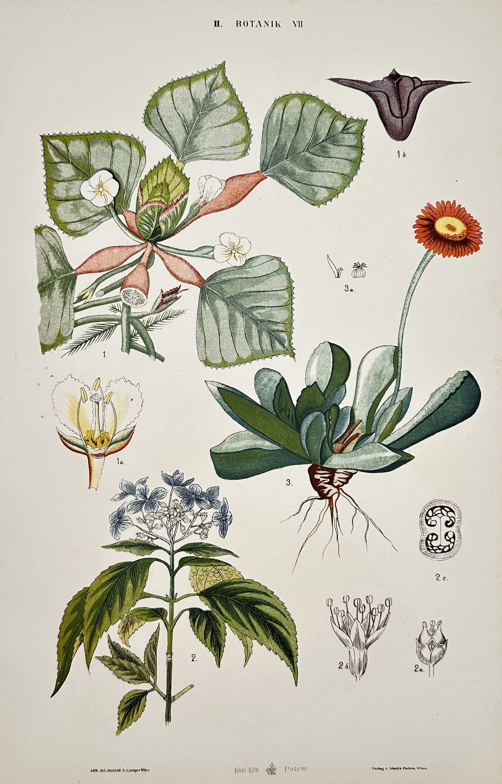 Samuel Czeiger – Botanical Study of Begonia, Hydrangea, and Composite – Hand-coloured lithograph (1 of 2)